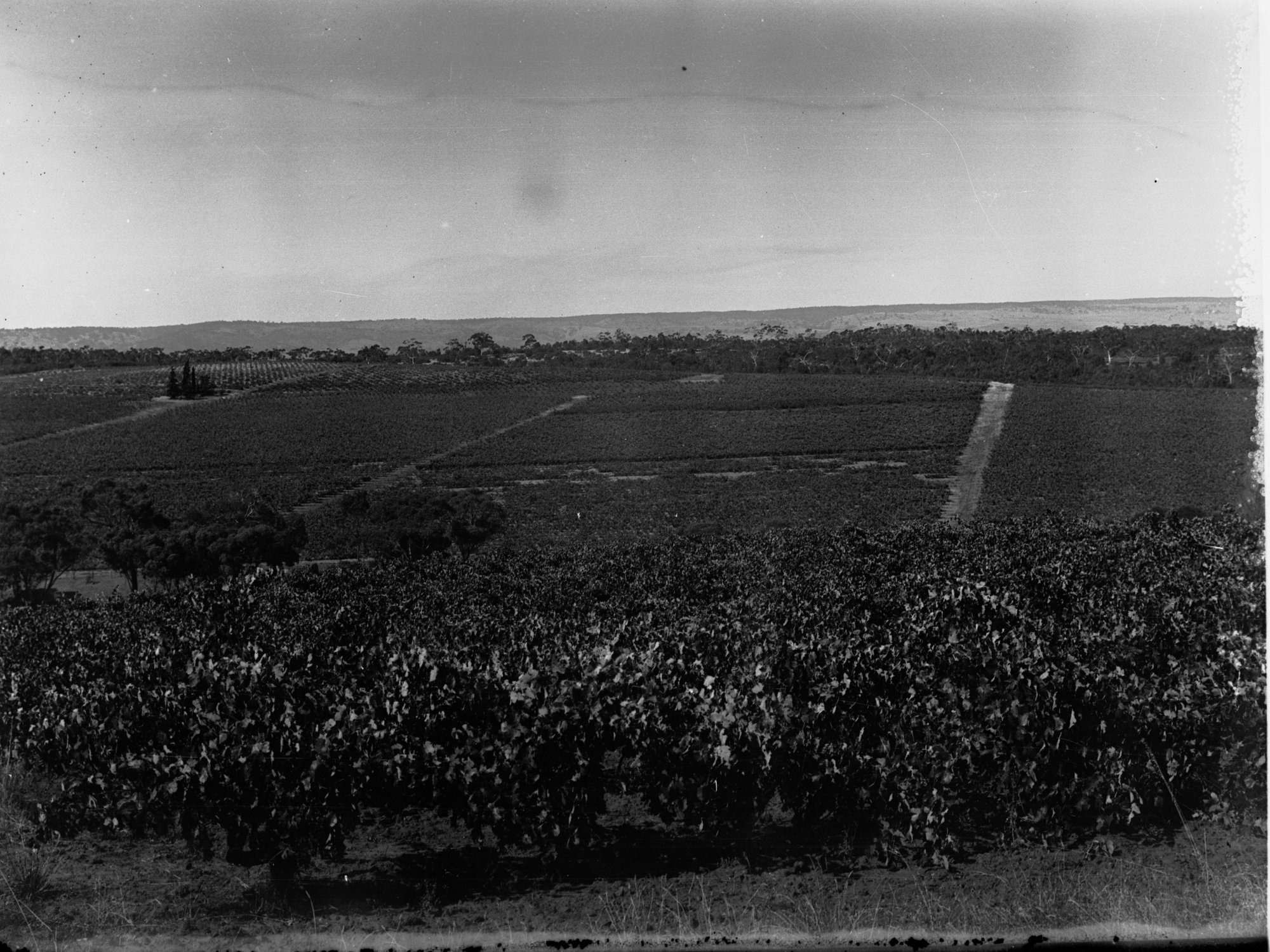 Hardys Tintara Upper Vineyards
