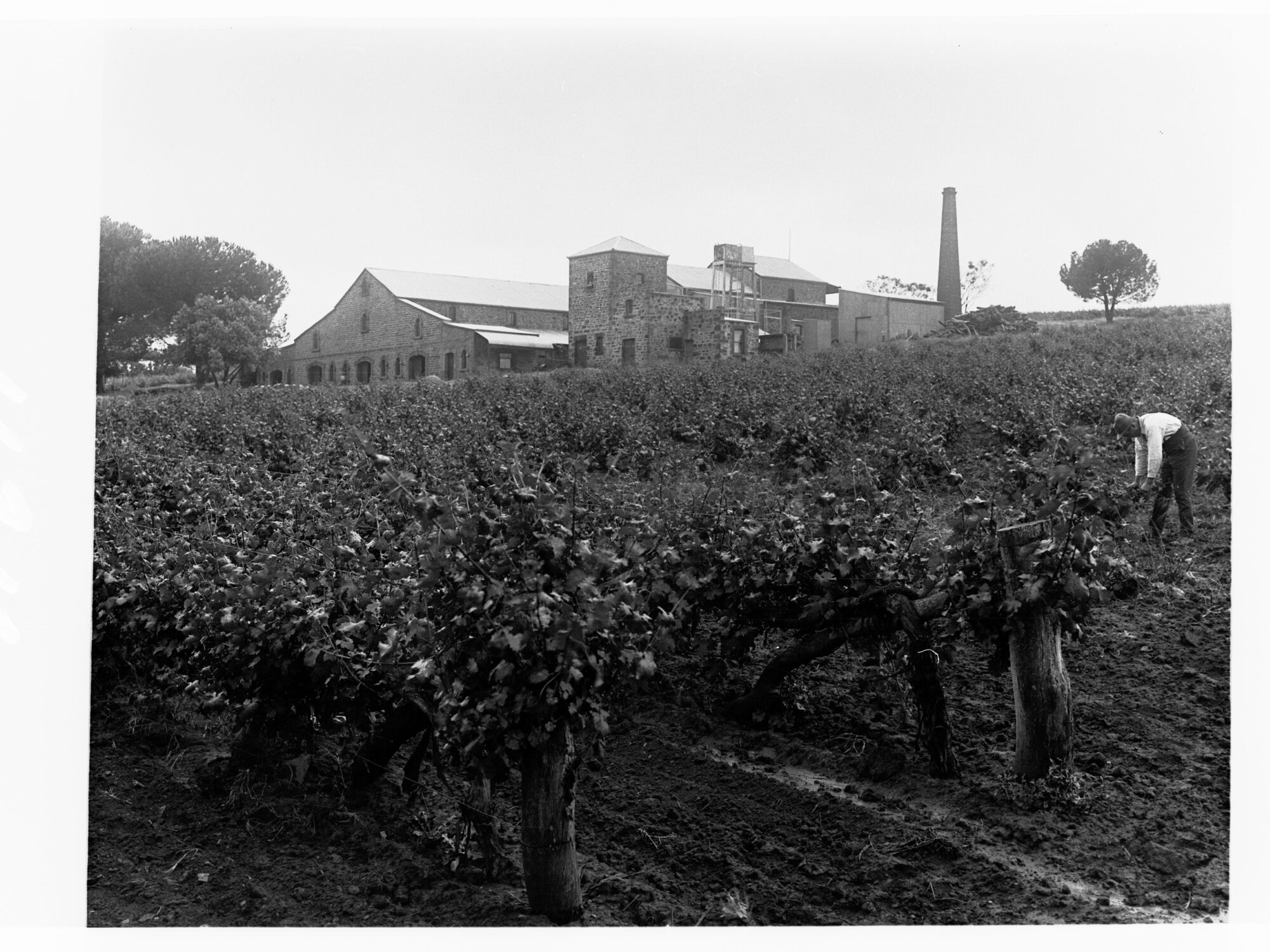 Springvale vineyards showing winery