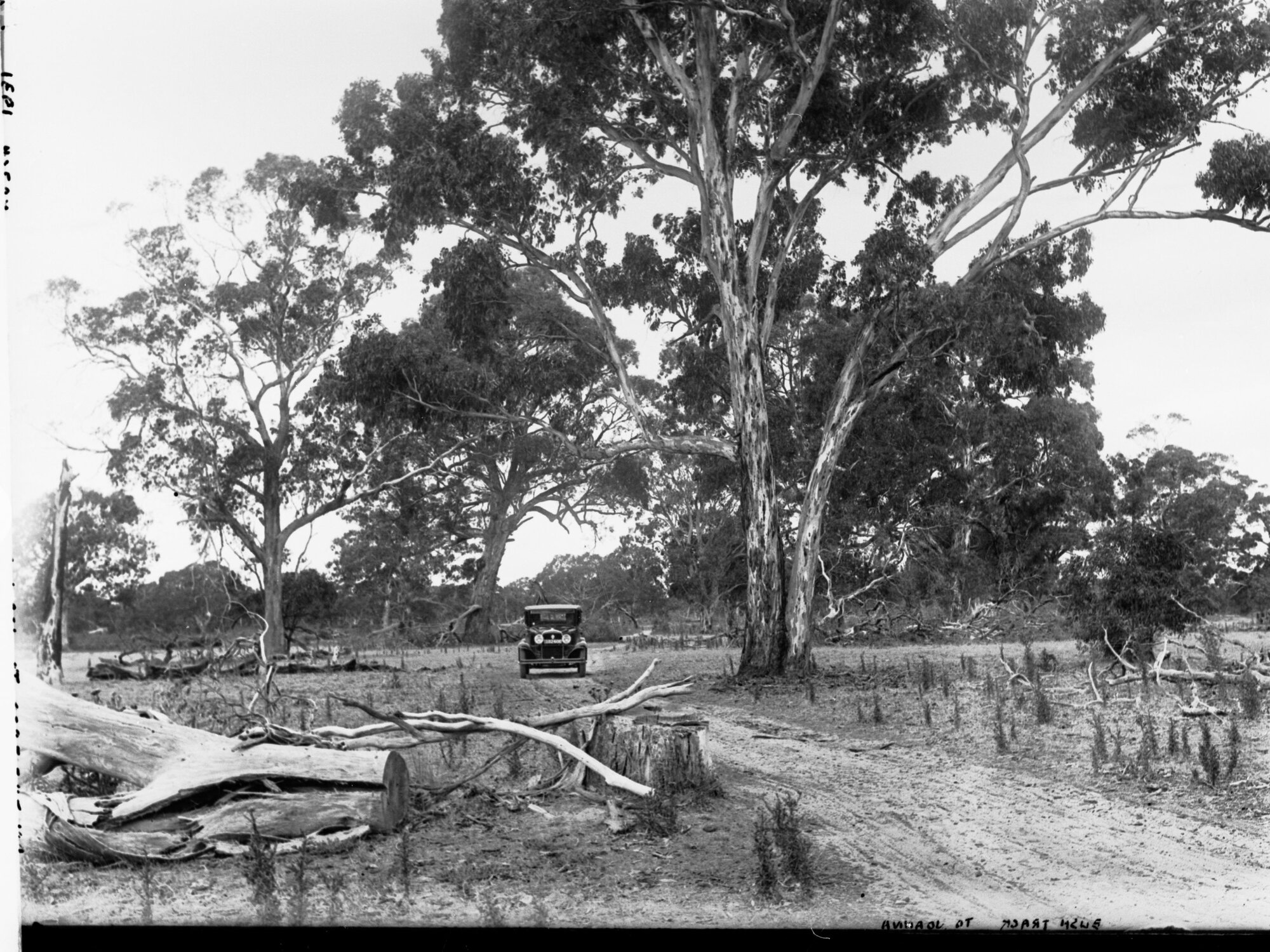 On the Road to Joanna Near Naracoorte