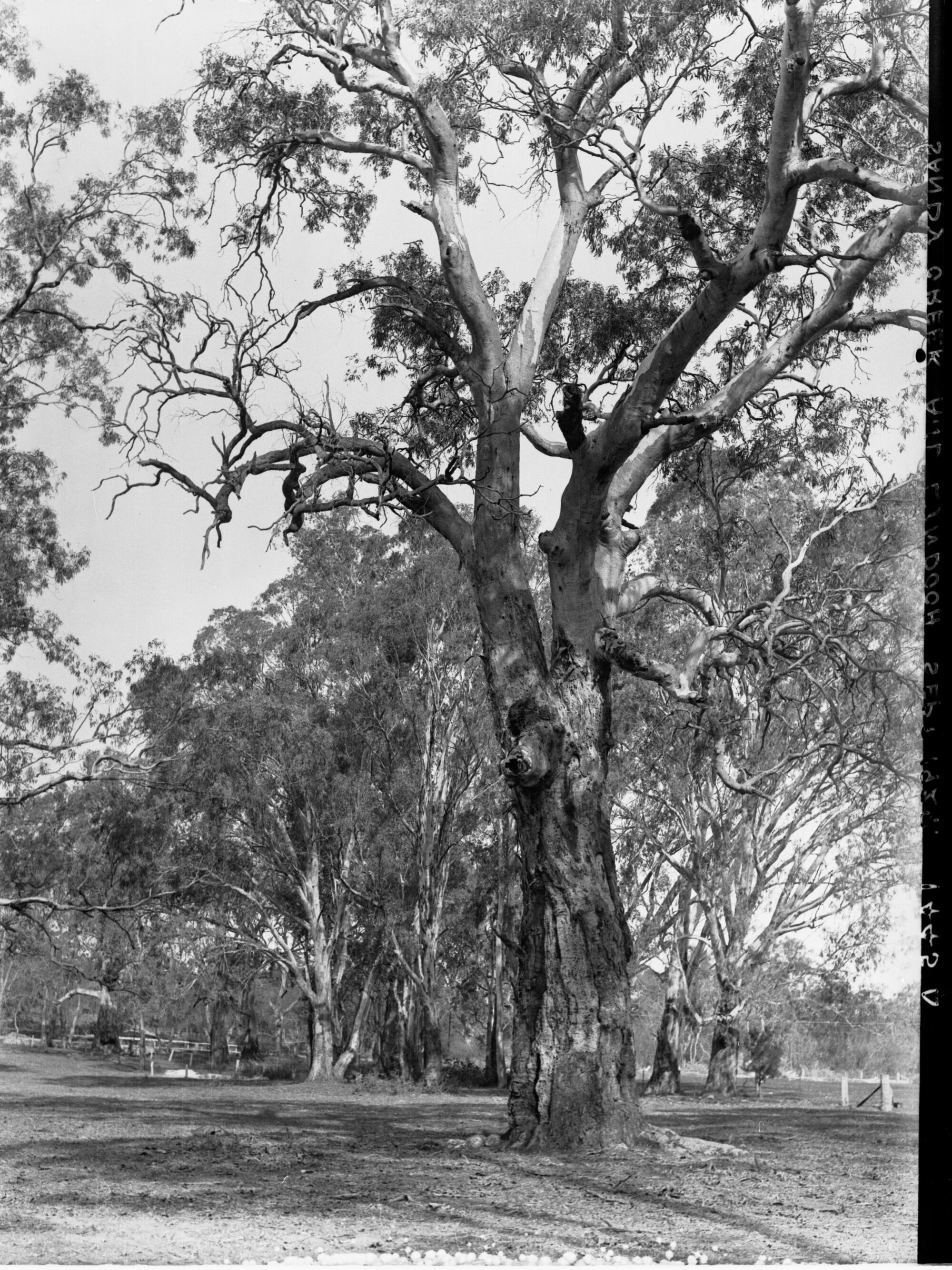Sandy Creek and Lyndoch