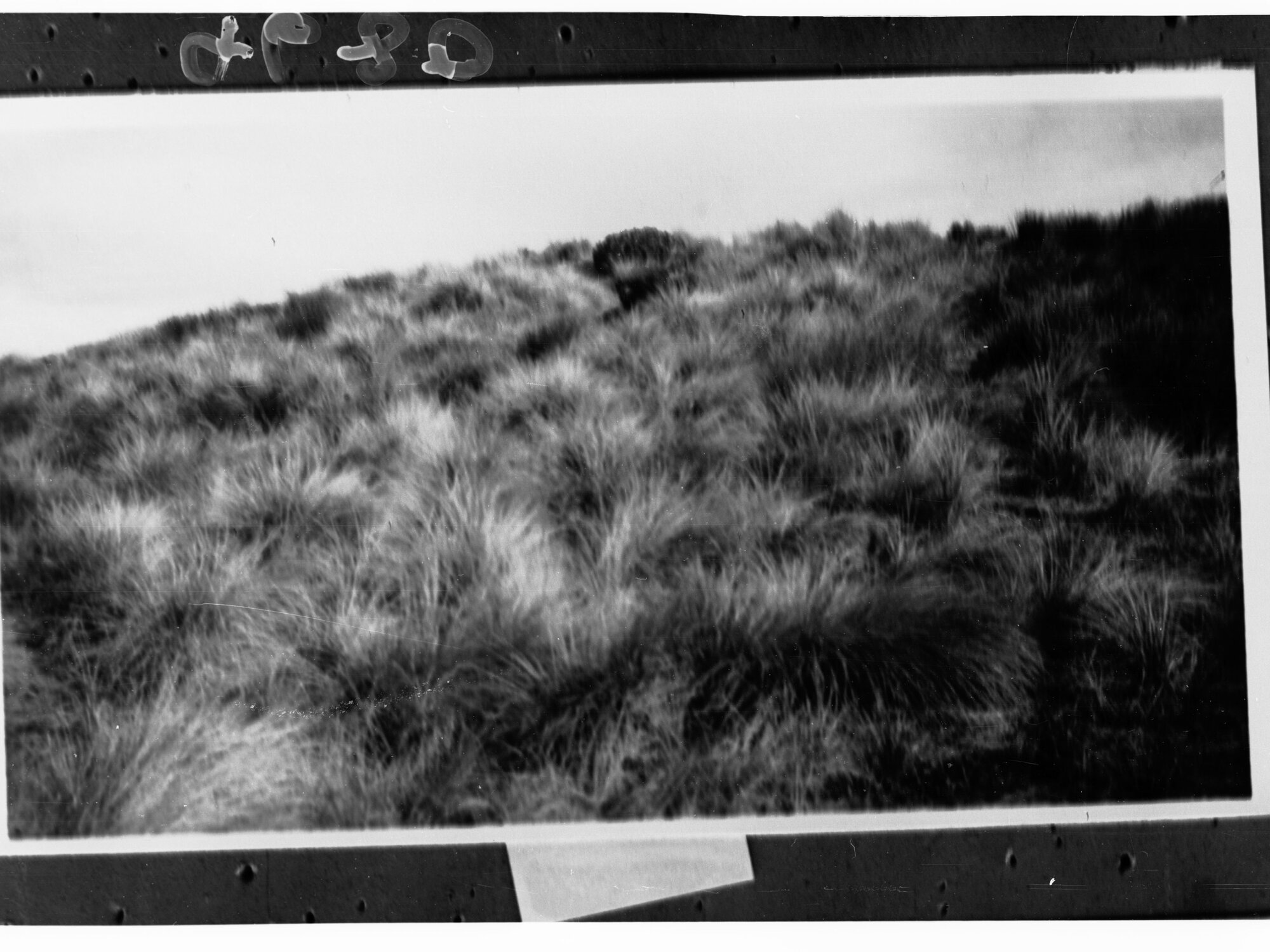 Tussocky Grasses Covering Desert Hills