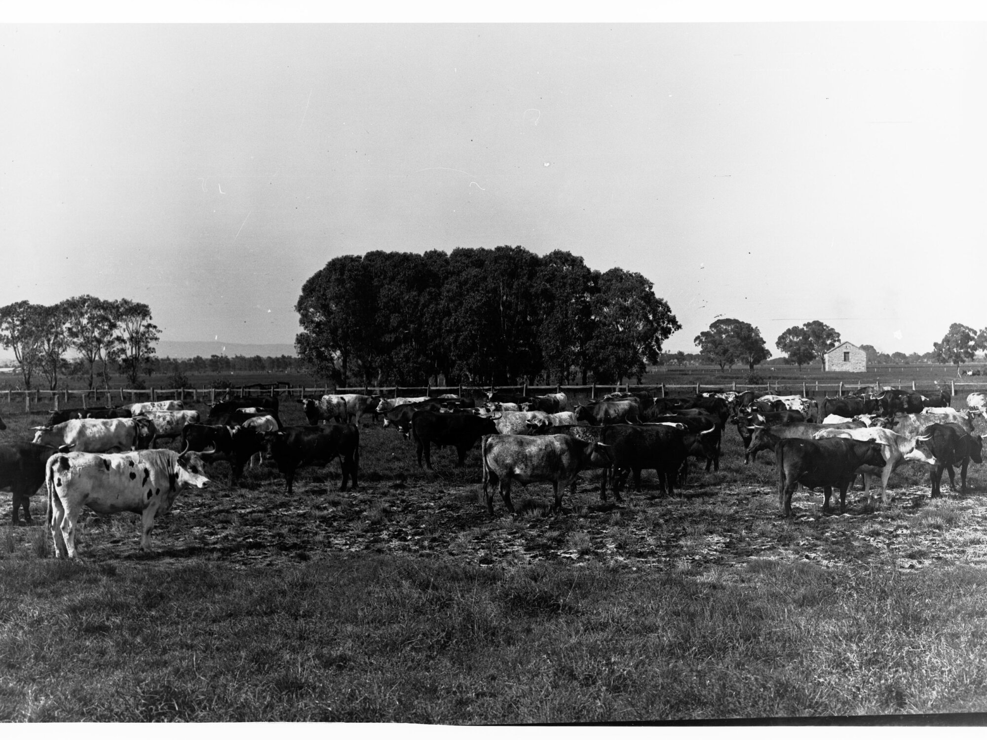 A Herd of Cattle
