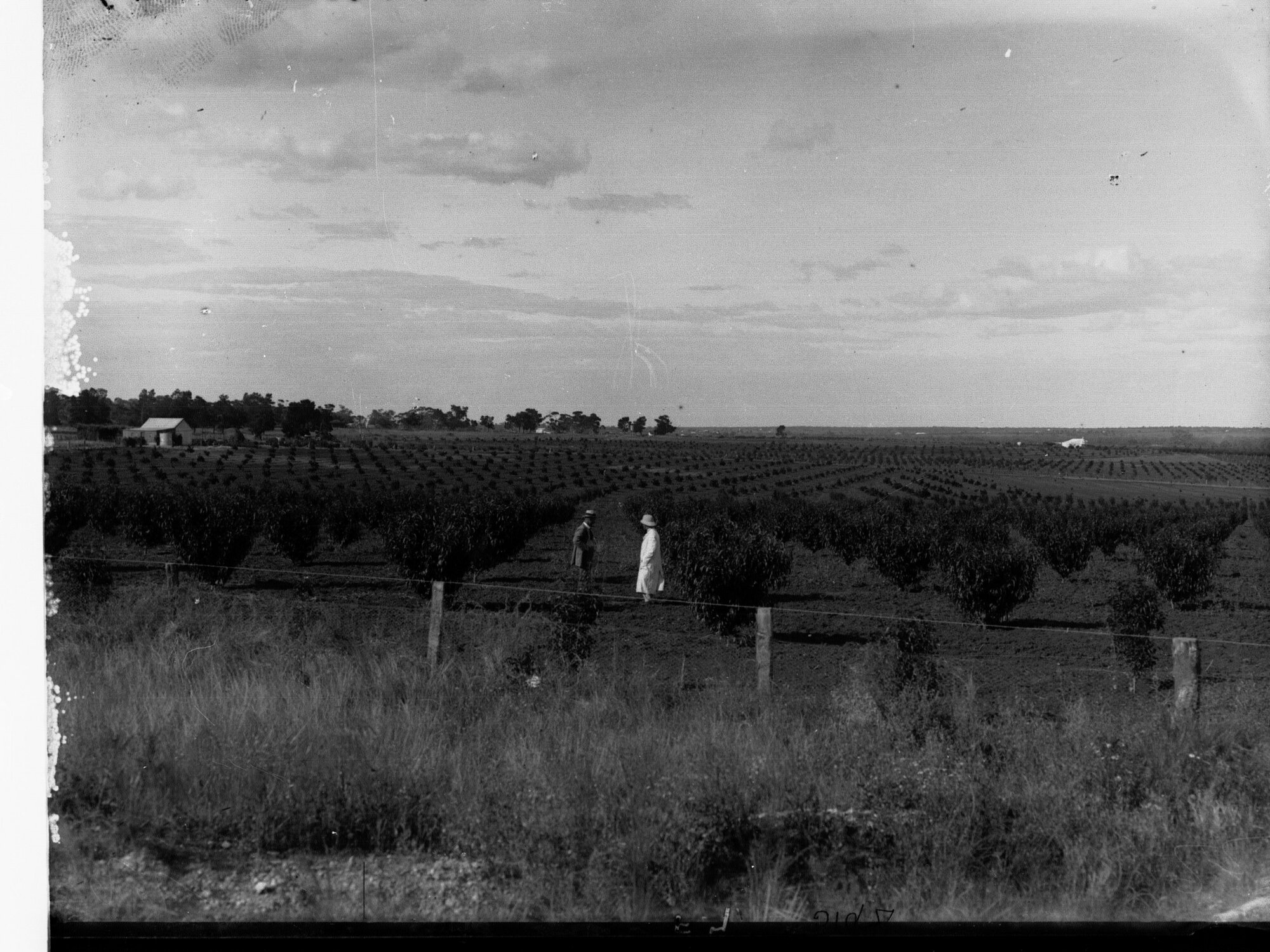 Grange Orchards at Berri