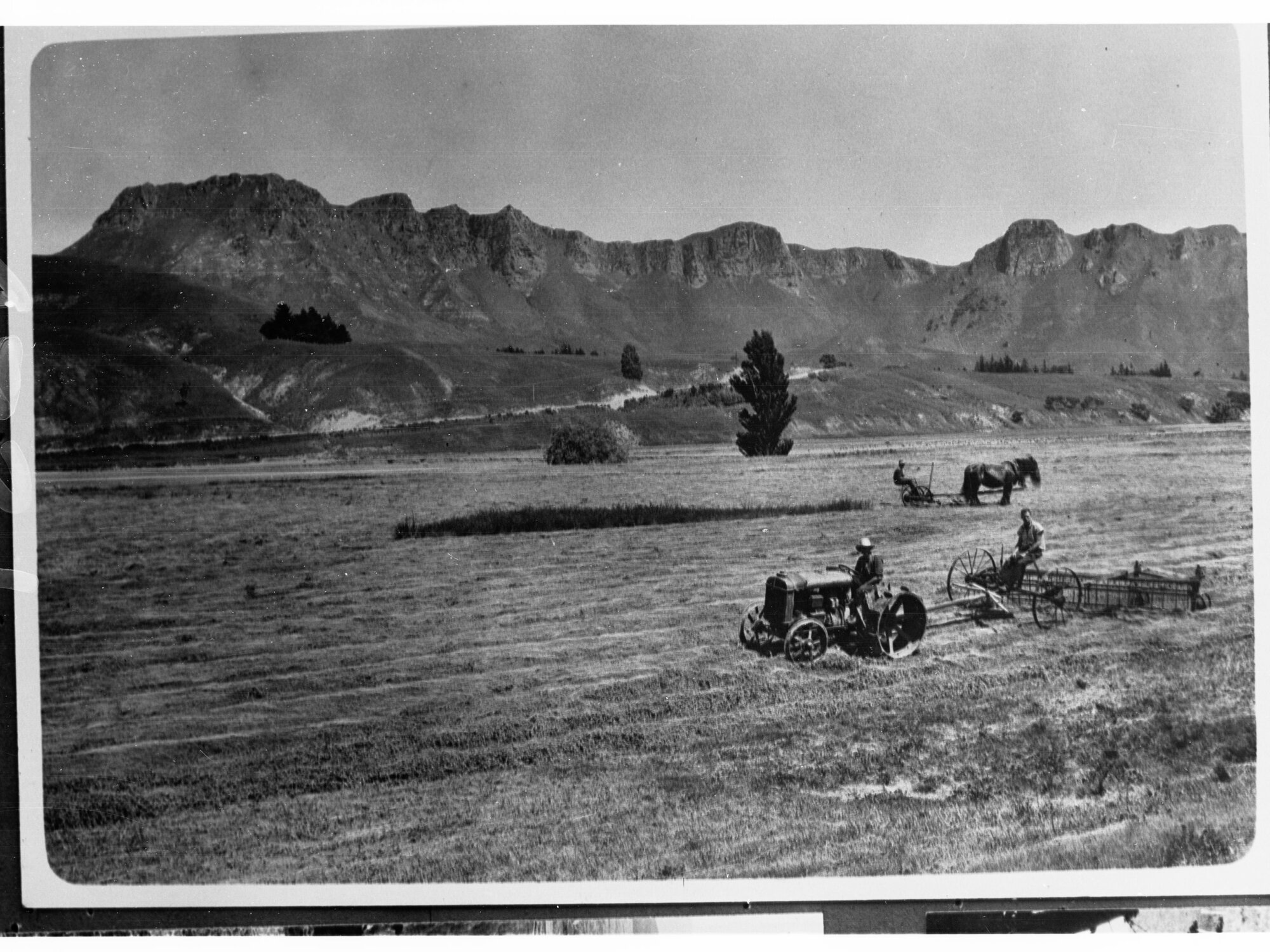 Wheat Crop Showing Grass Being Cut by Horse-Drawn Machine
