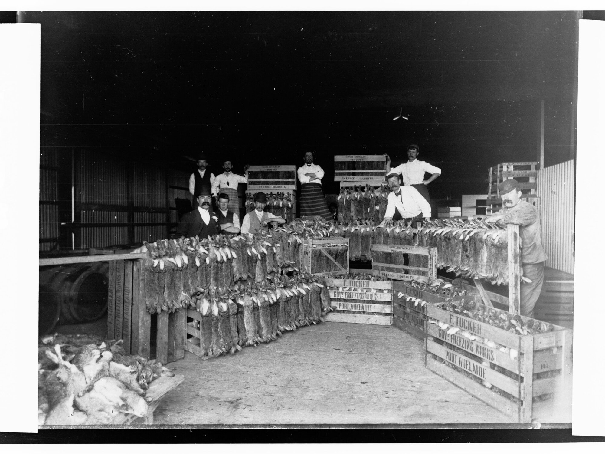 Port Adelaide Freezing Works Showing Rabbits and Workers