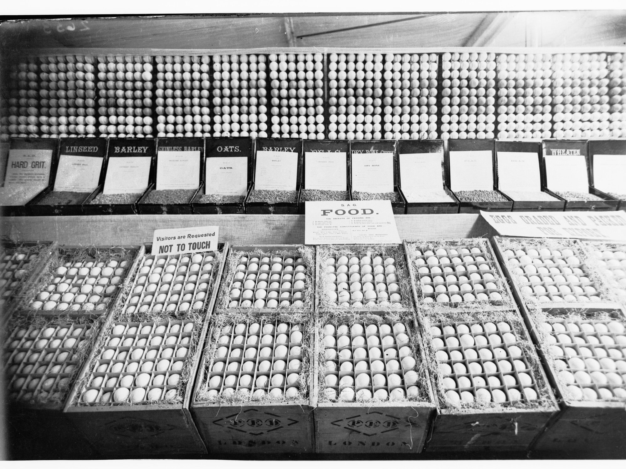 Display of Eggs