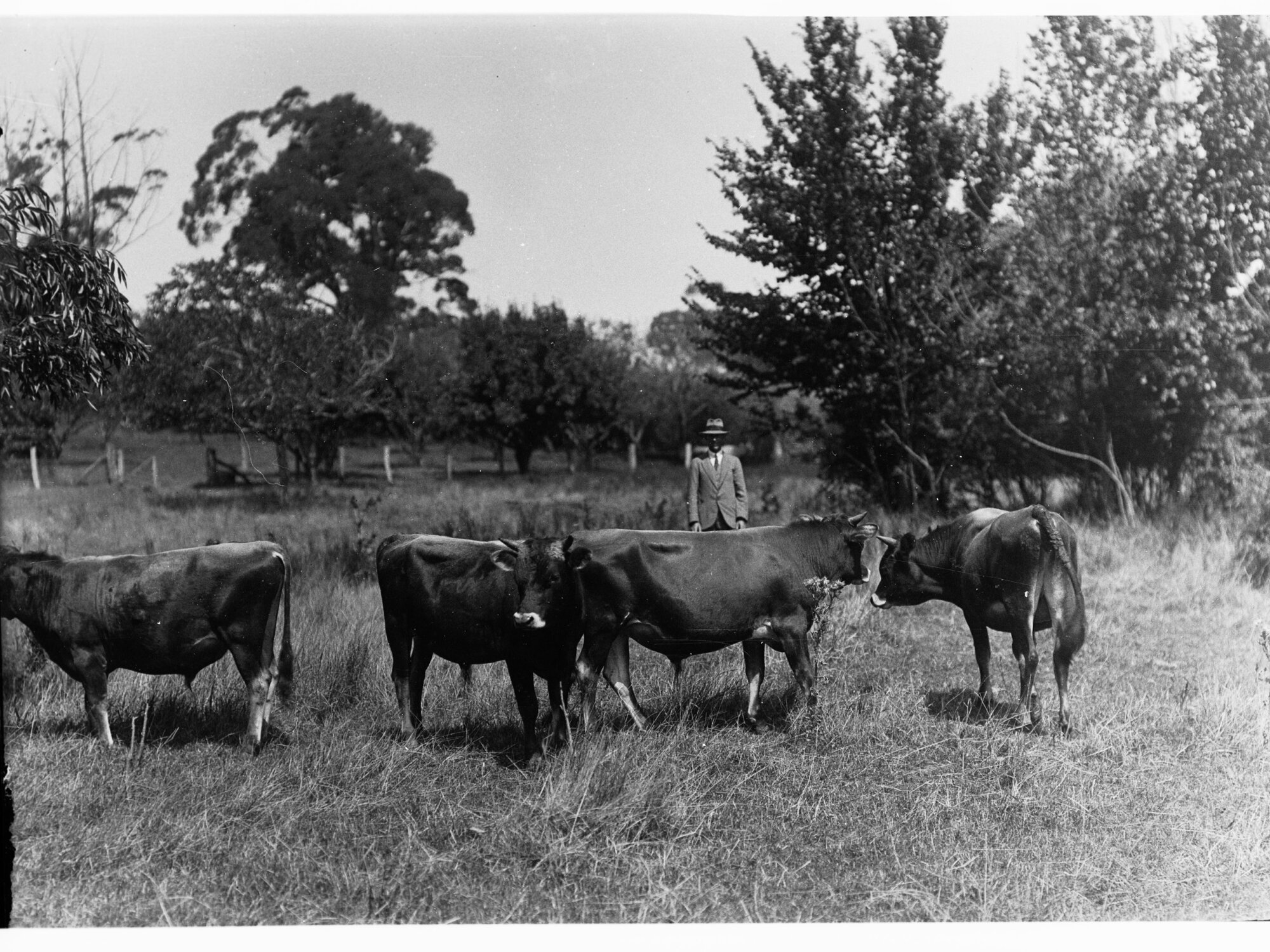 Bulls grazing in a paddock (Mr Cowan's Jersey herd, Dalebank, Blakiston)