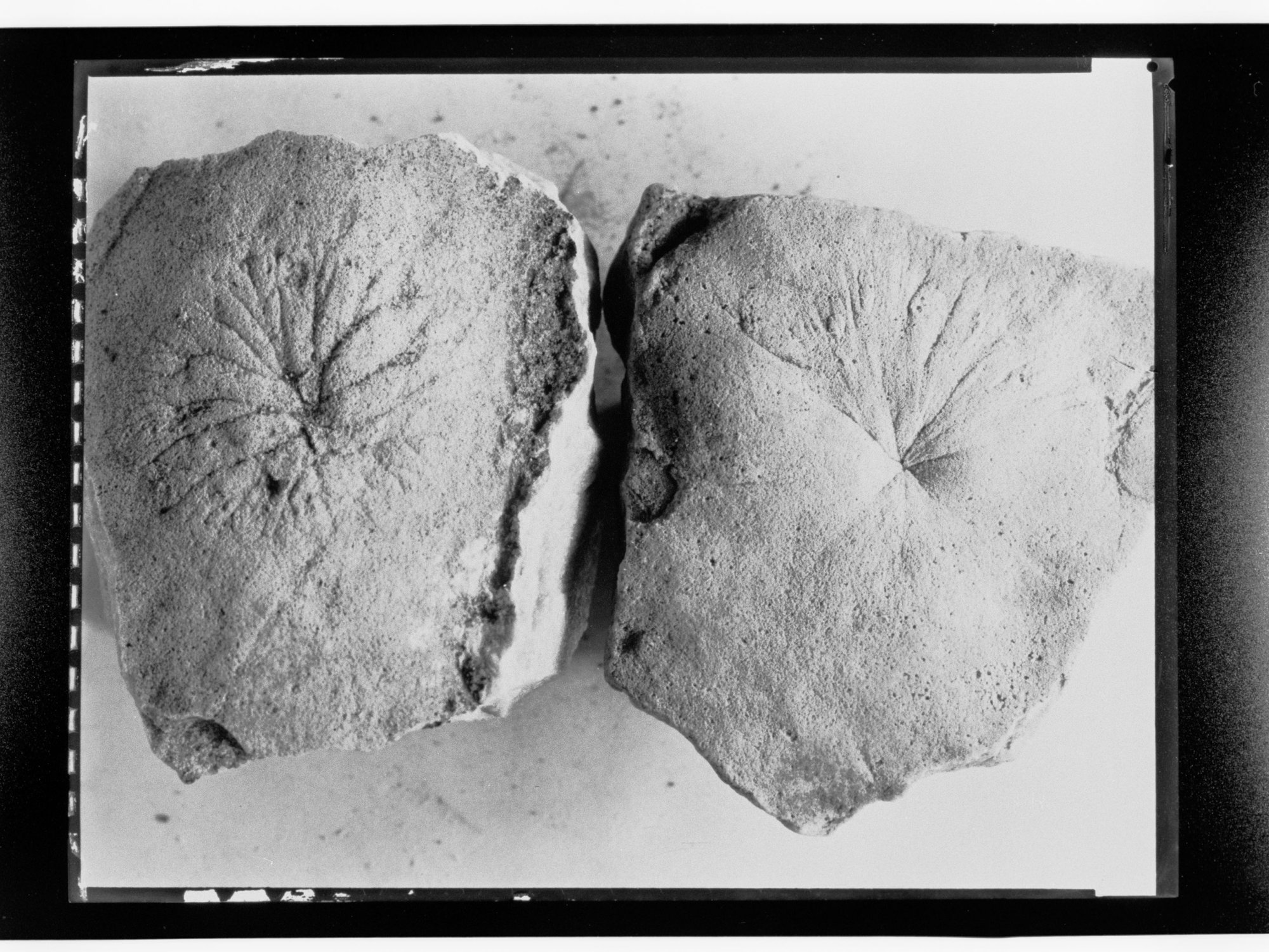 Fossils from Ediacara