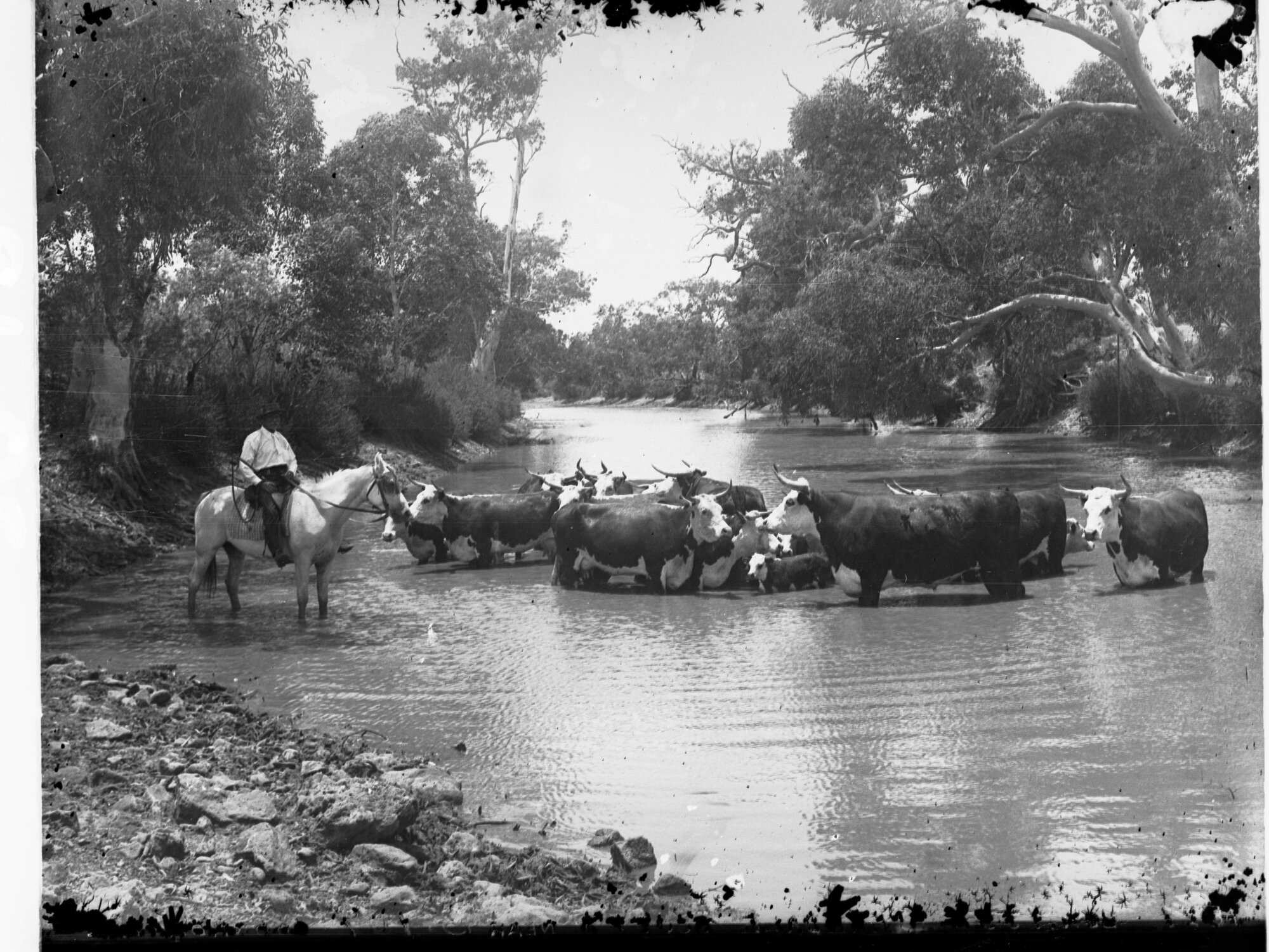 Cattle at Allendale Station Oodnadatta