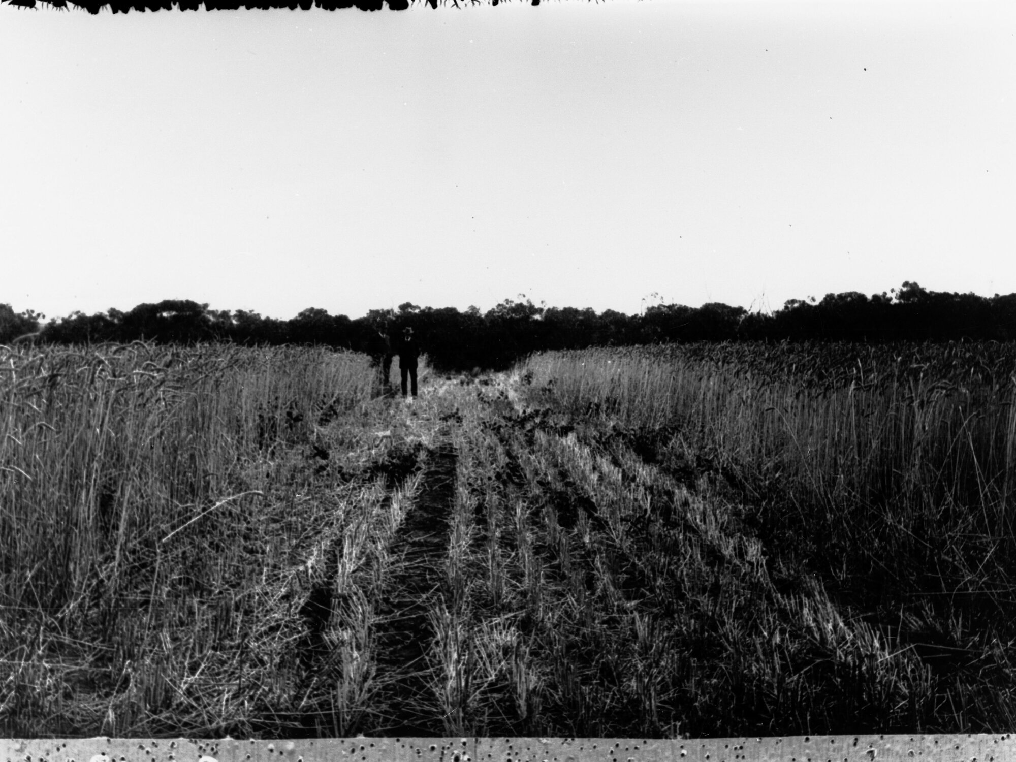 Pinnaroo crop stubble