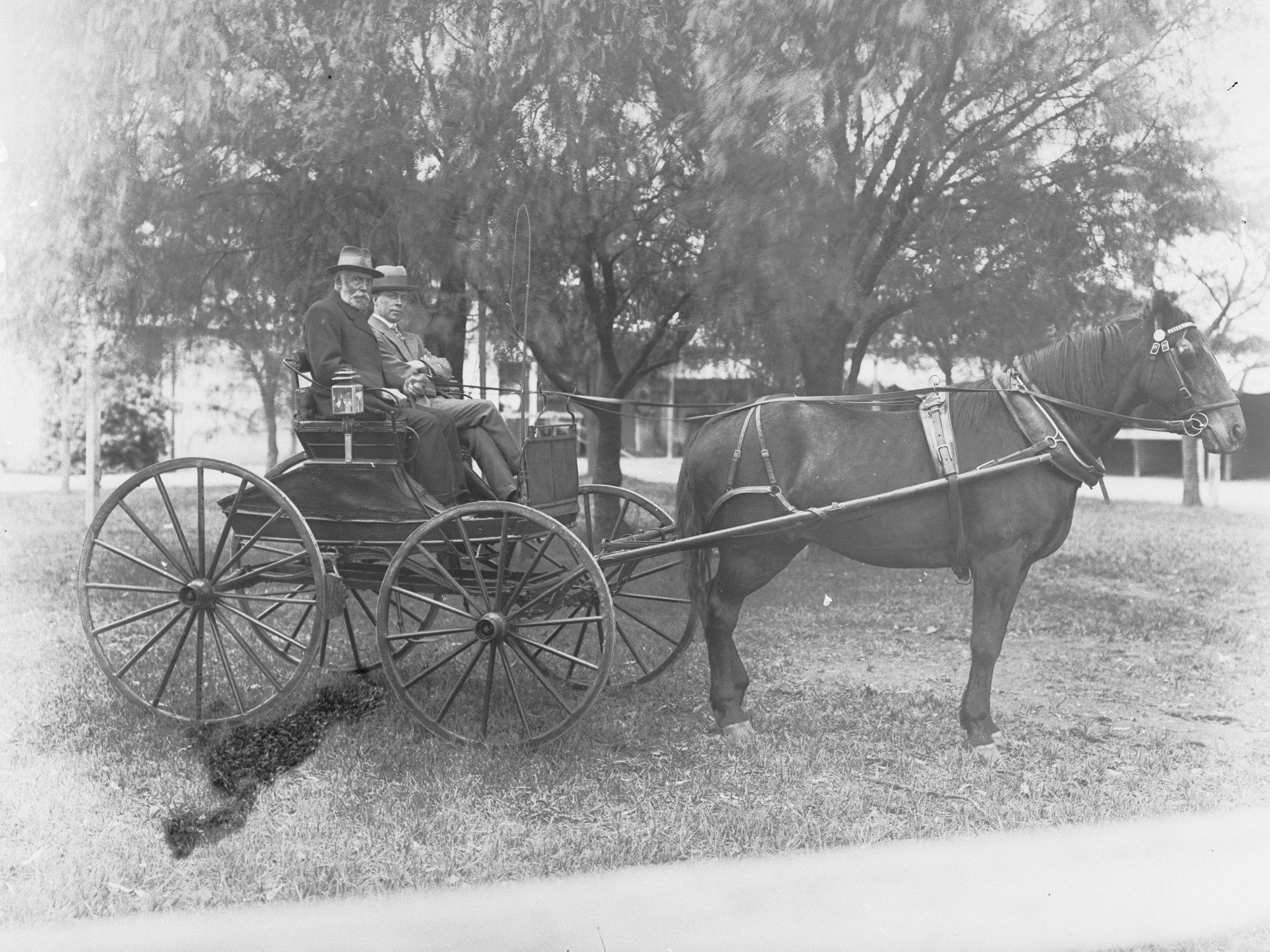 Horse and trap - two men in the trap - Local Government negatives