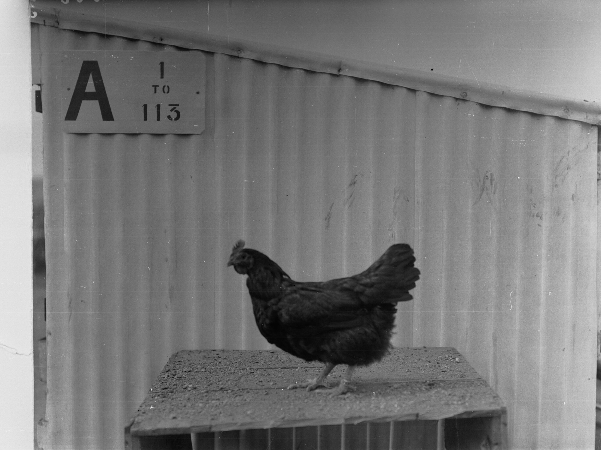 Hen at Parafield Poultry Farm