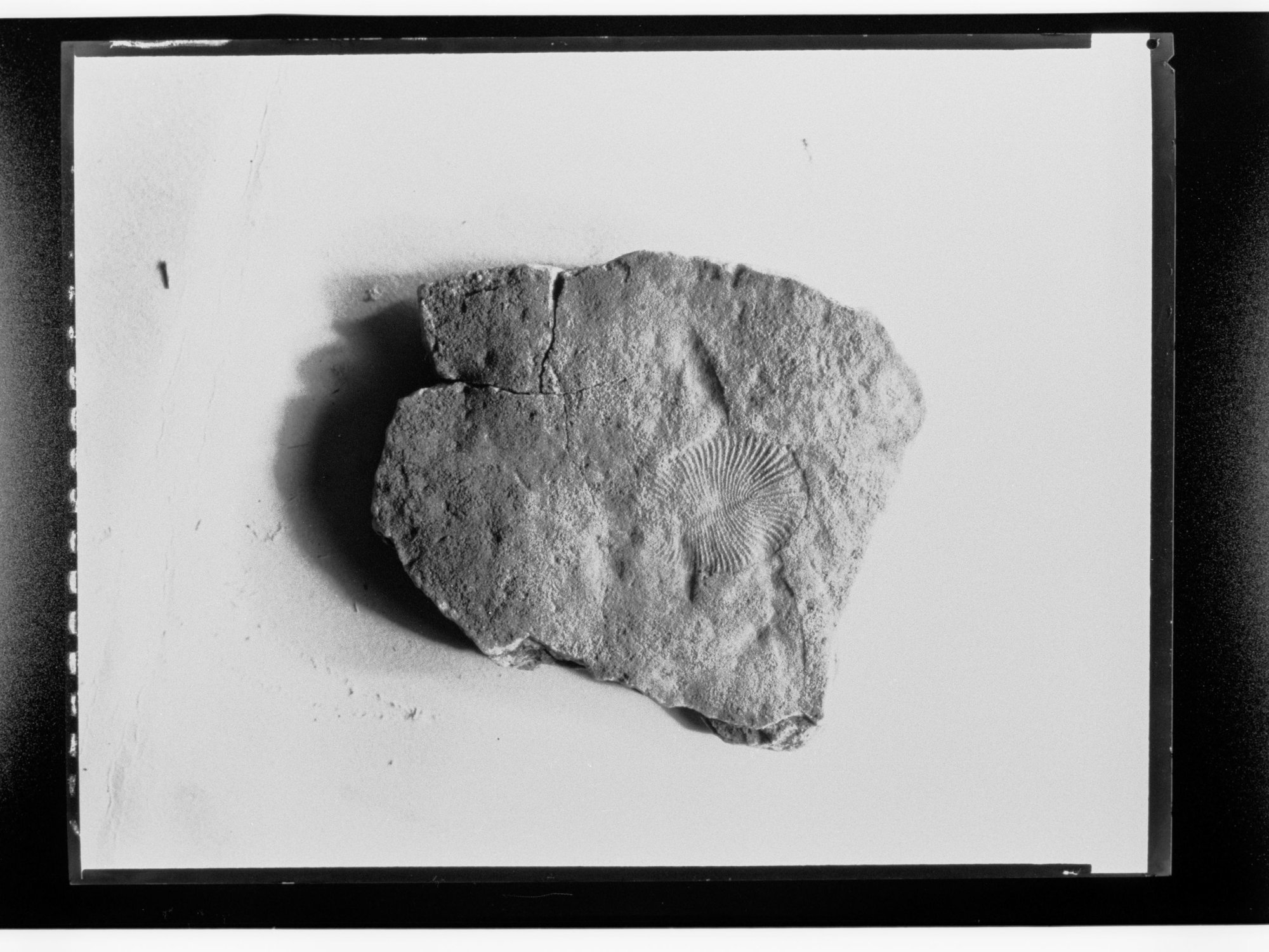 Fossil from Ediacara