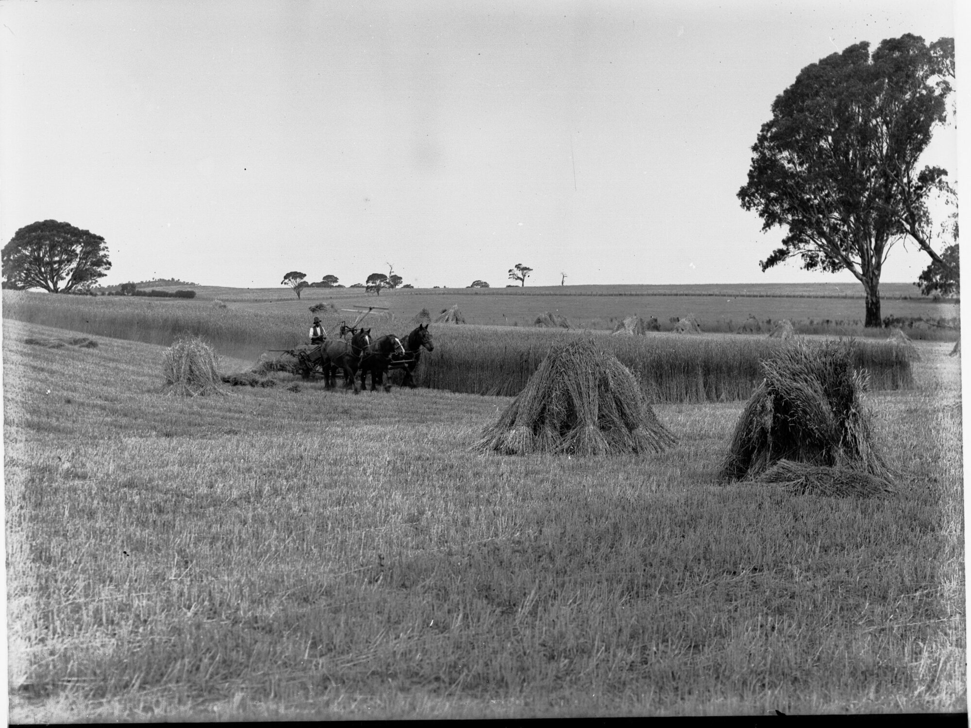 Harvesting Wheat Near Mount Barker Springs