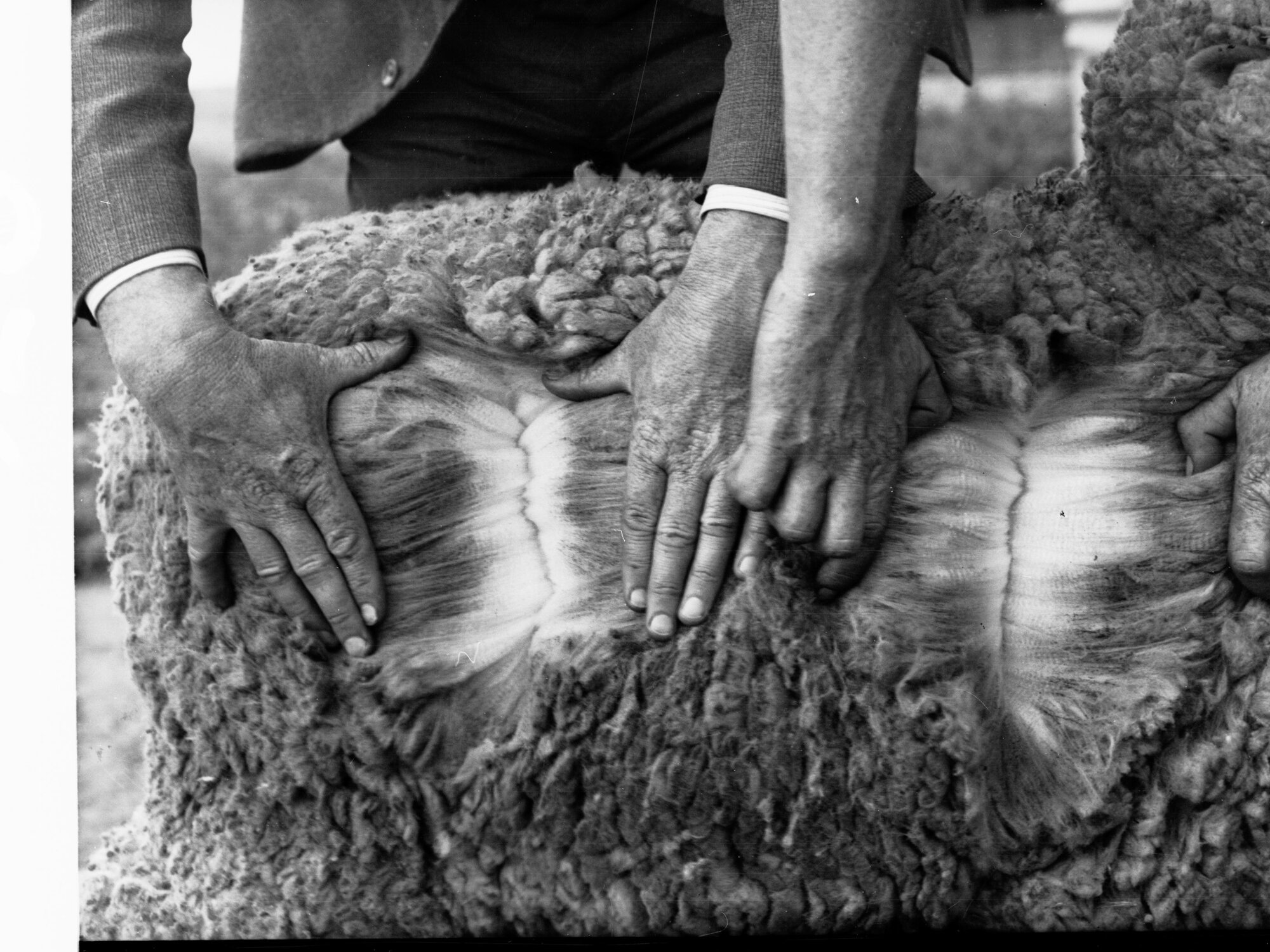 Sheep at Halbury Having Wool Checked