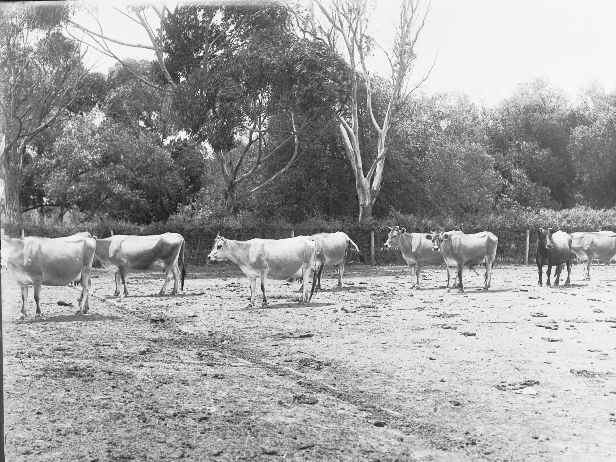 Dairy cows at Morphettville 