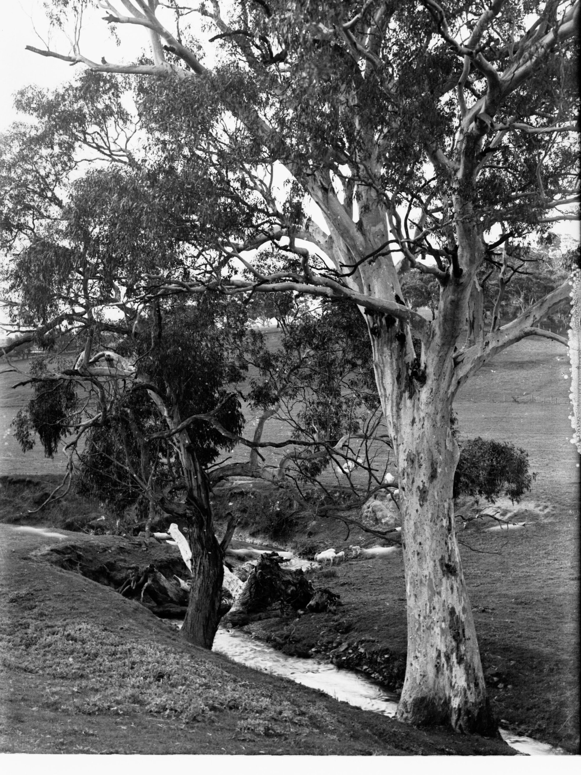 Coromandel Valley