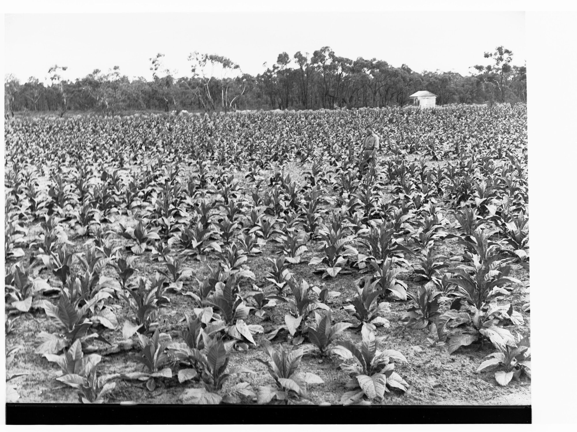 Crop of tobacco showing man working