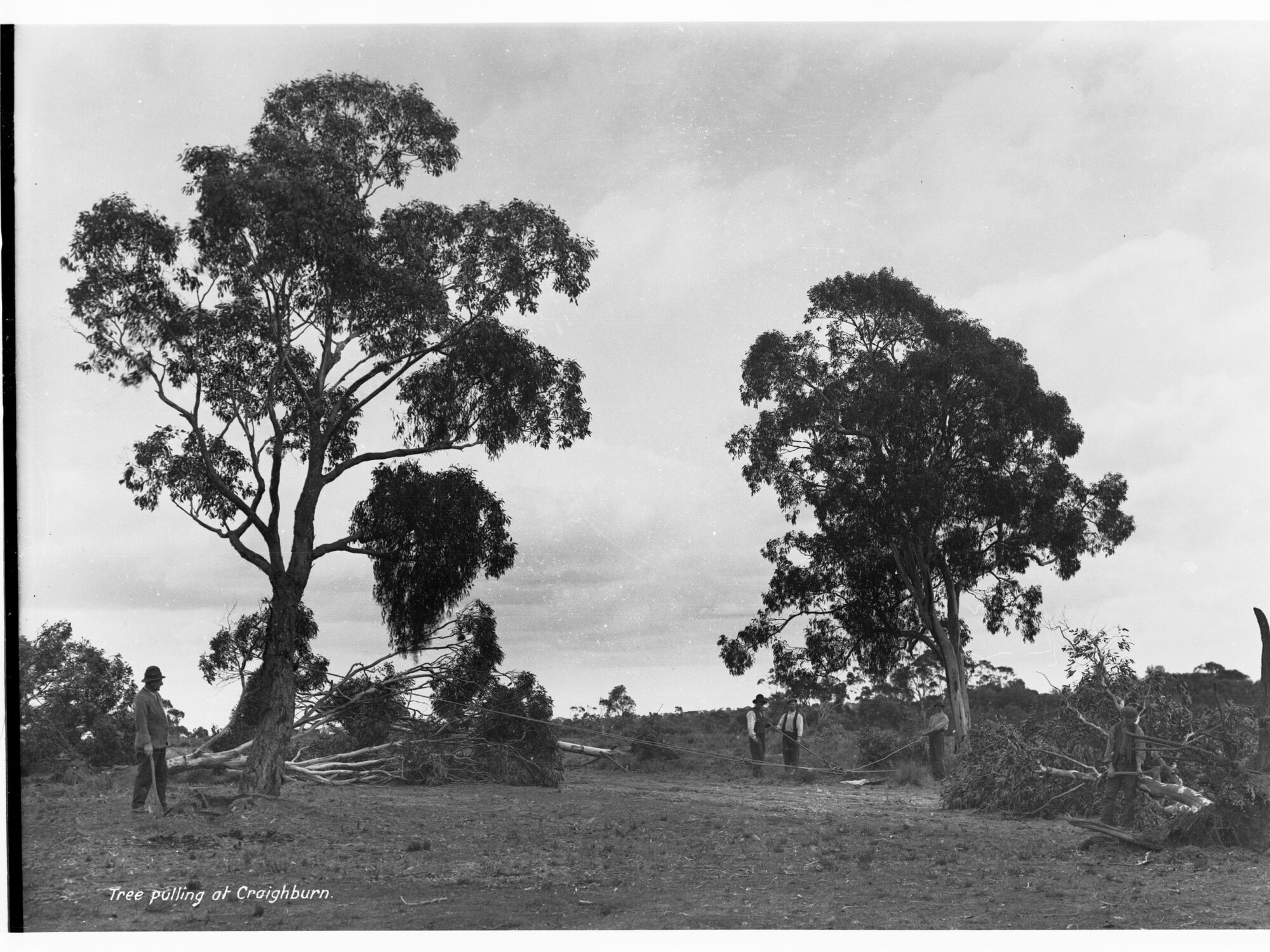 Tree pulling at Minda Home's Craigburn Farm, 1927