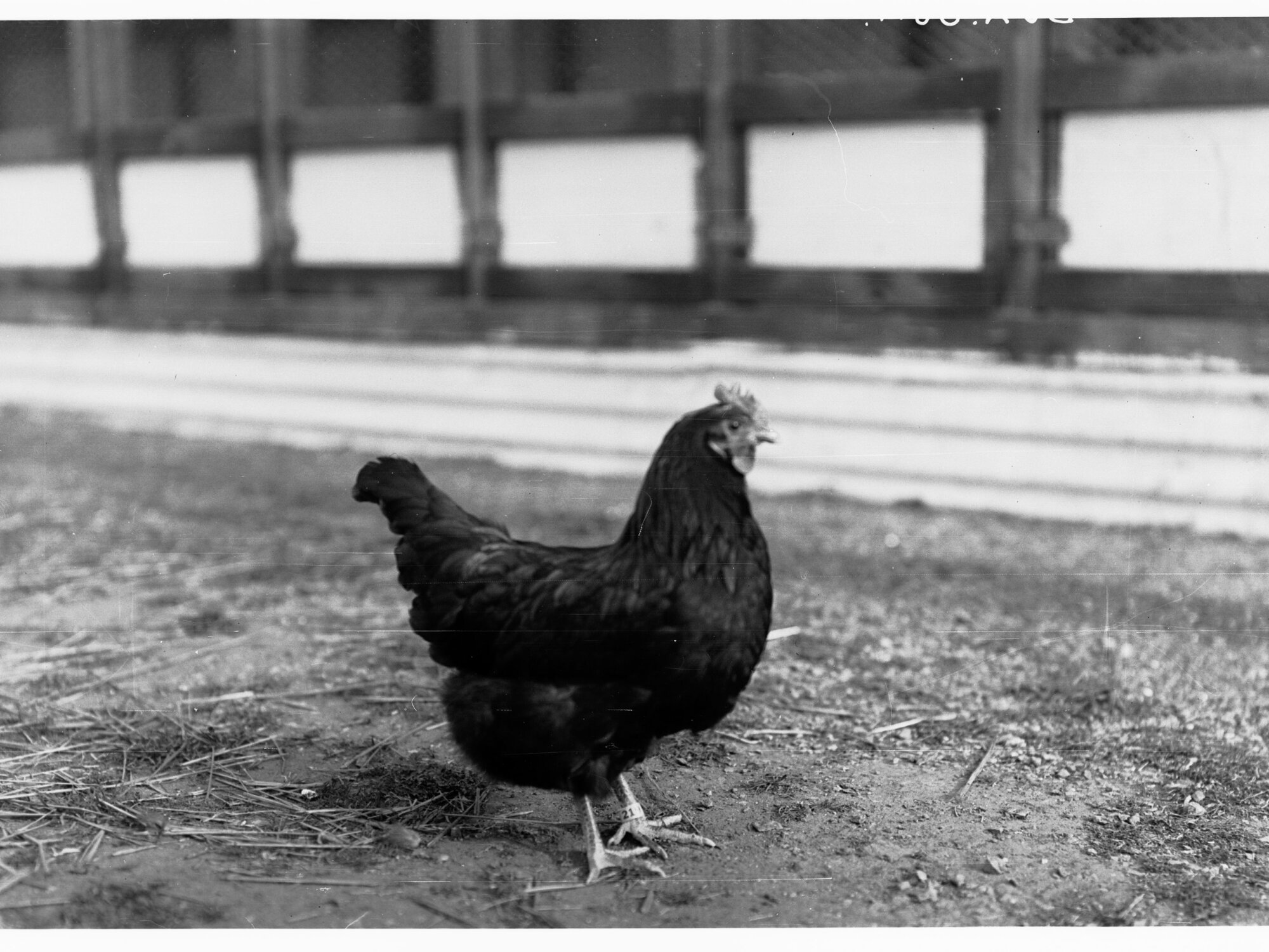 Hen at Parafield poultry farm