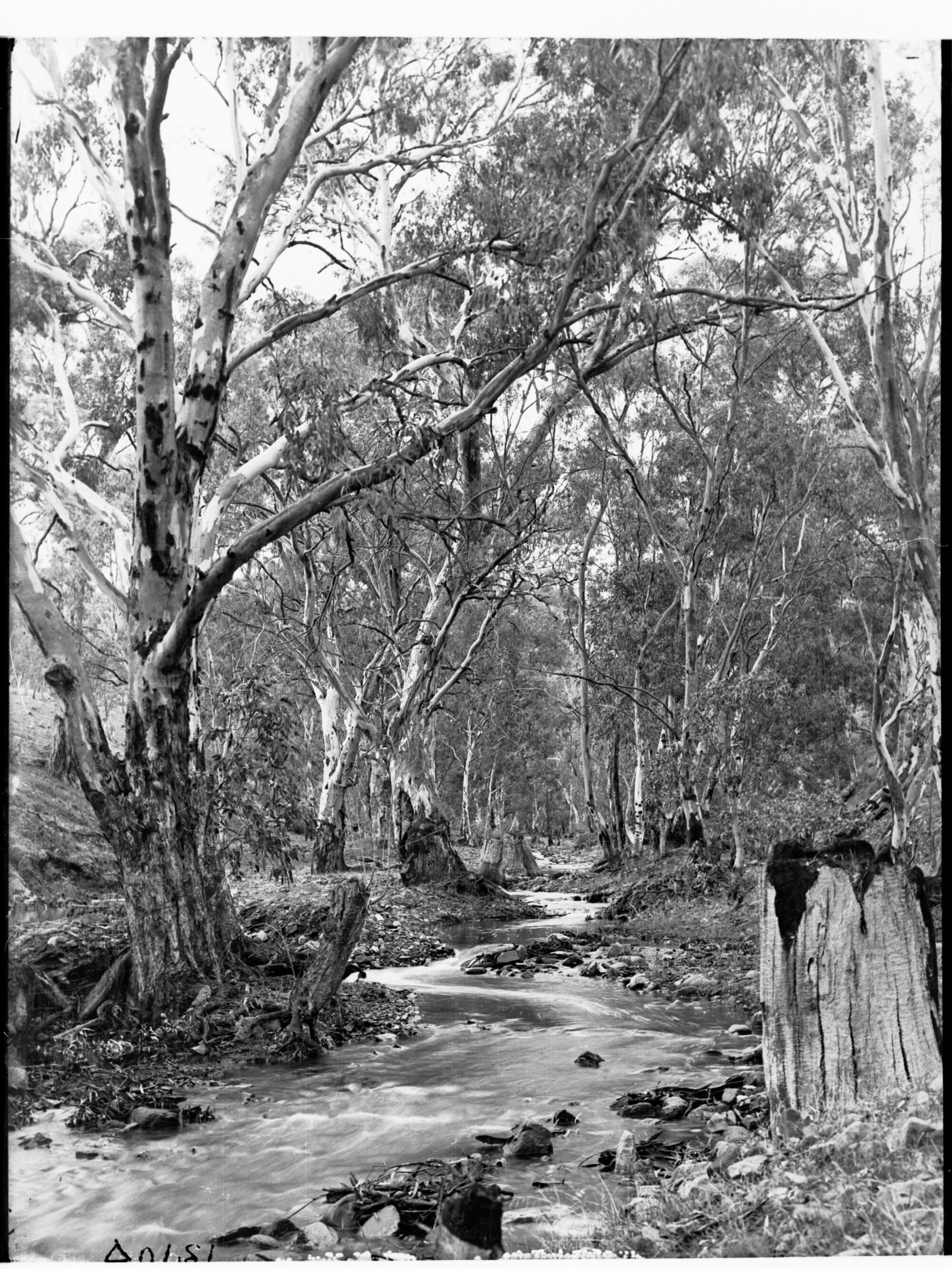 Willochra Creek Melrose