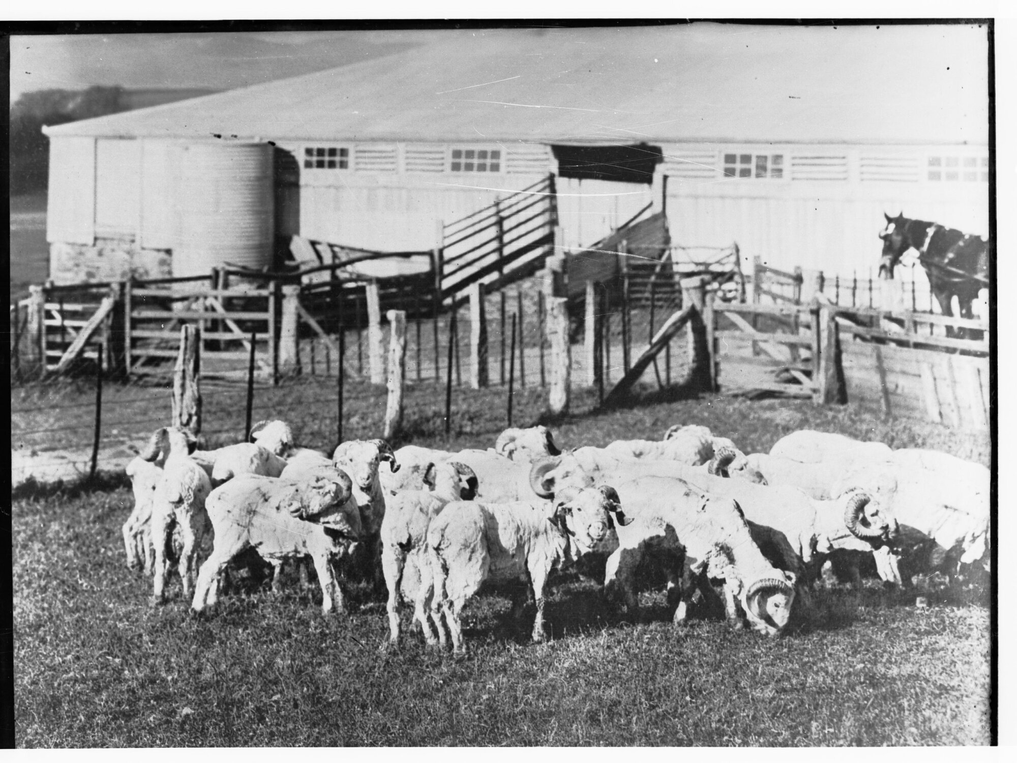 Sheep at Hill River