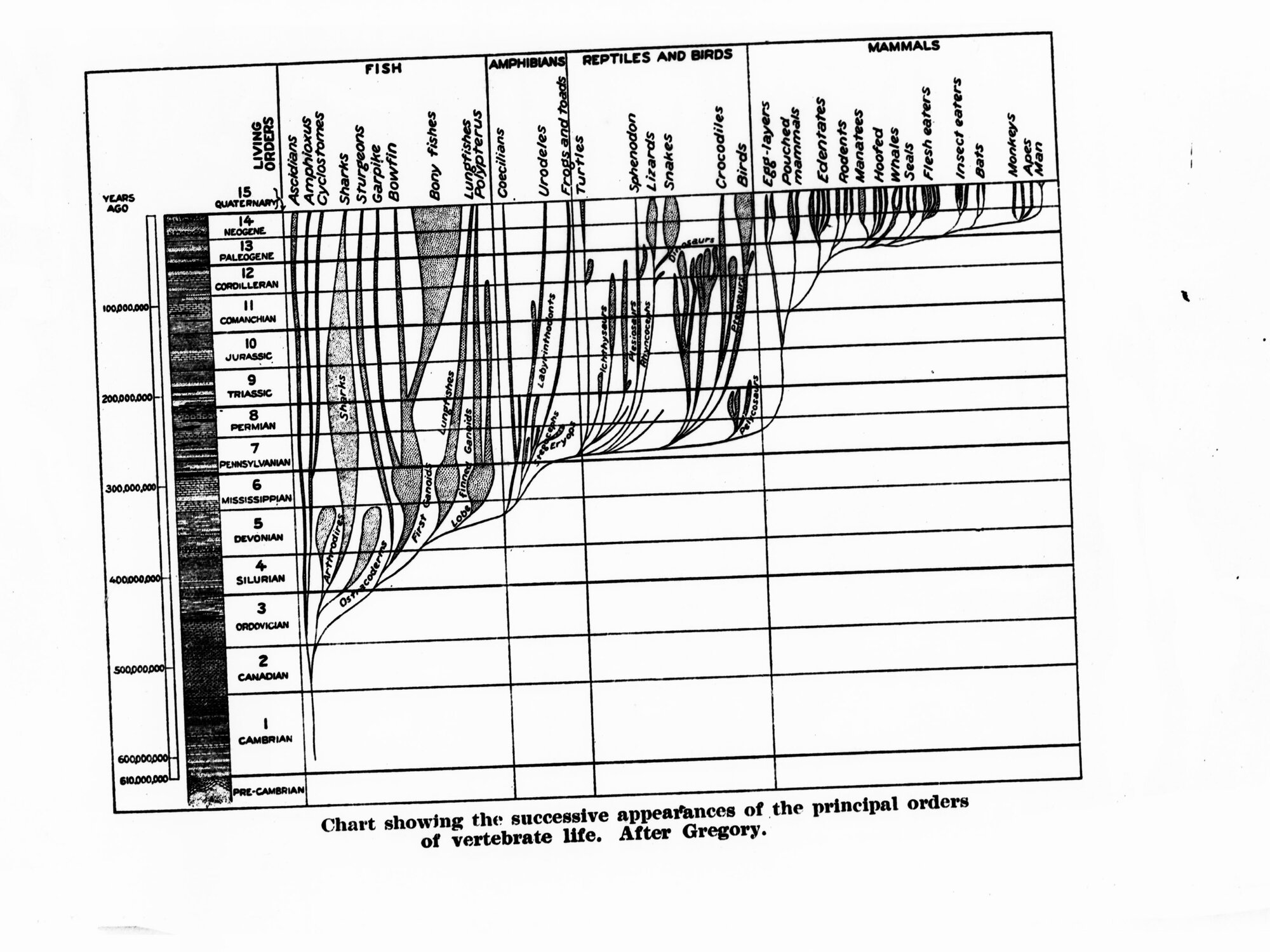 Charts showing the successive appearances of the principal orders of vertebrate life (after Gregory)