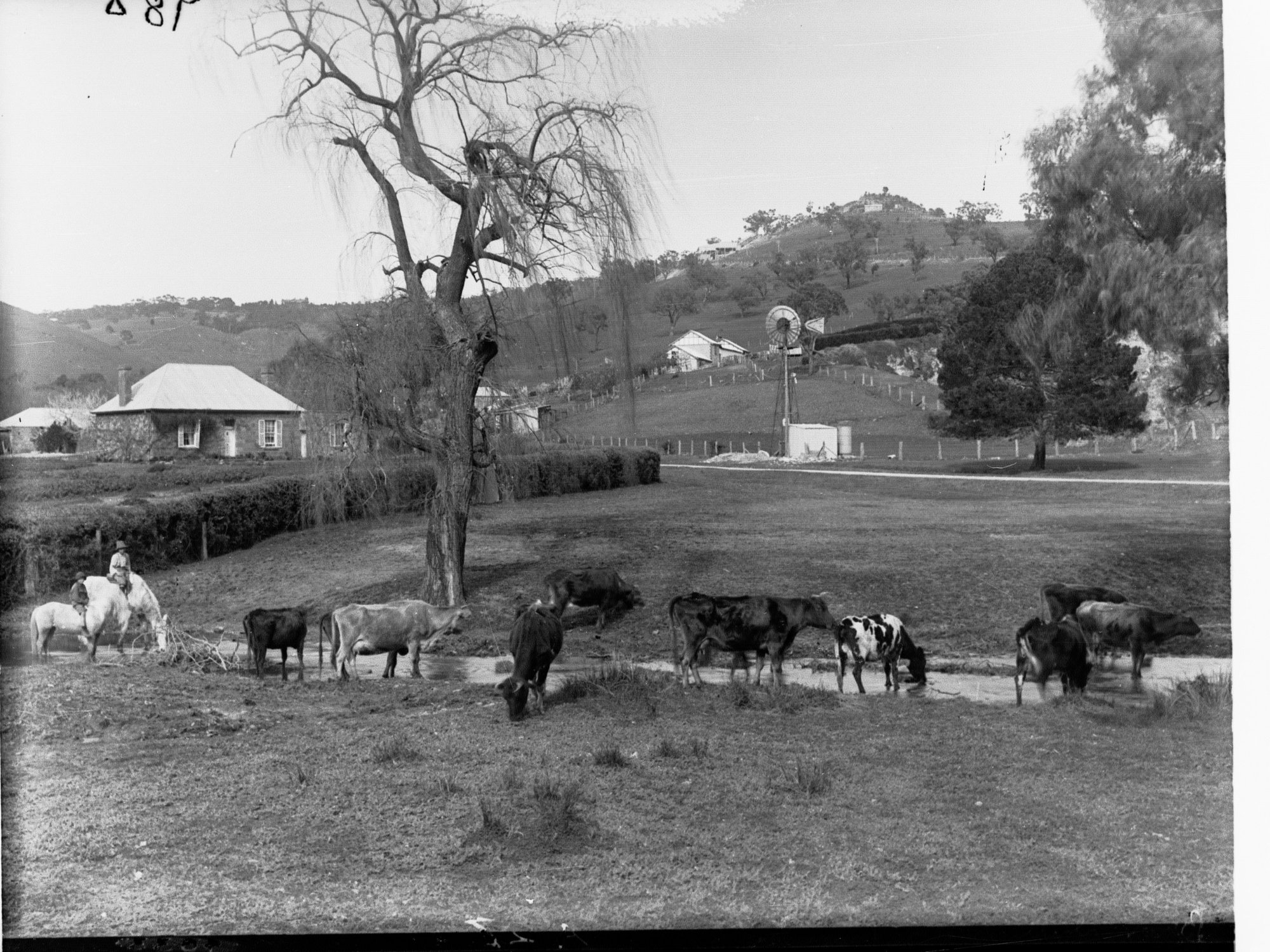 Dairy Farm with Cows Drinking From a Creek, Brownhill Creek Reserve, Mitcham