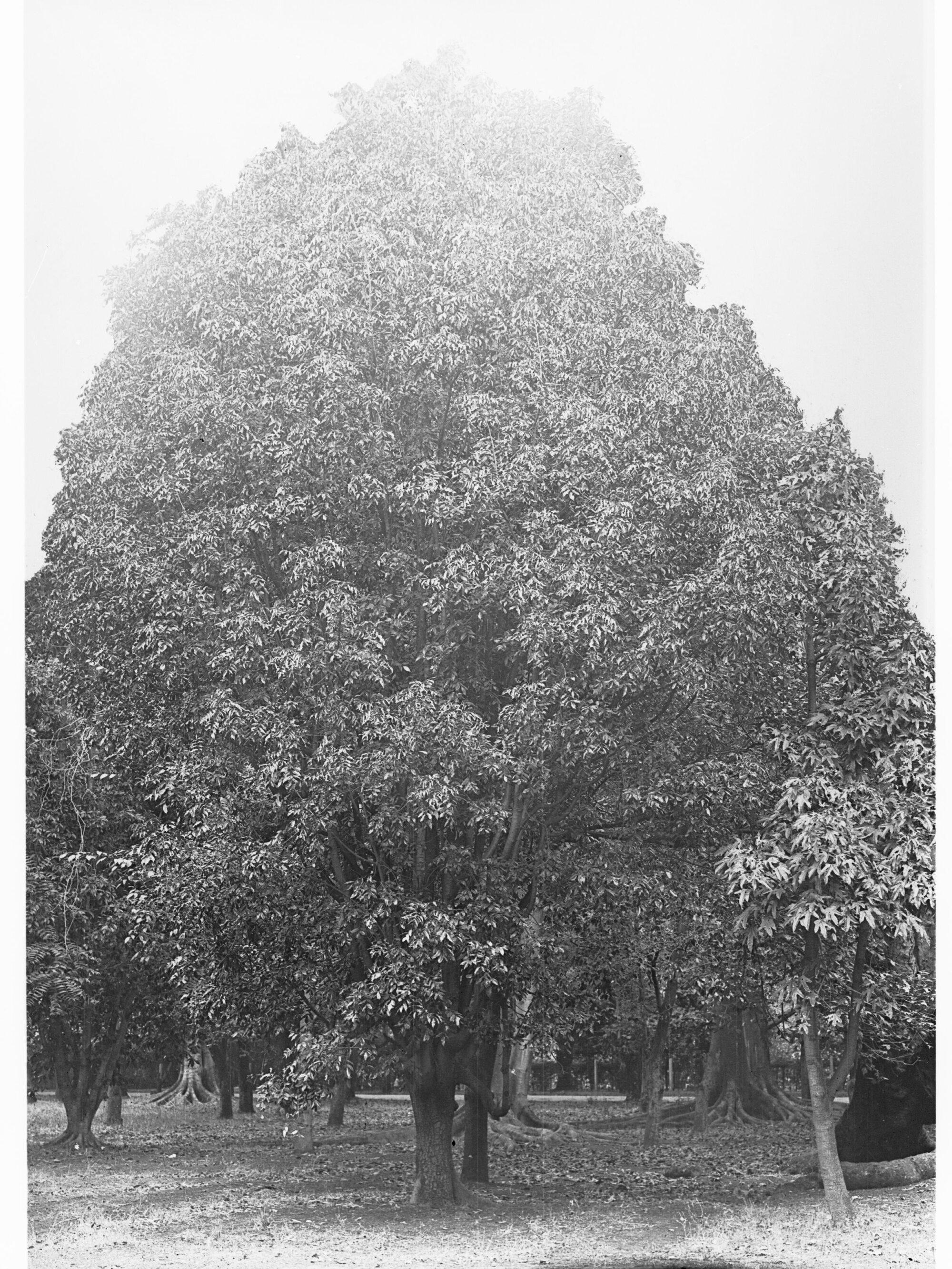Capparis Mitchelli Specimen, Botanic Gardens