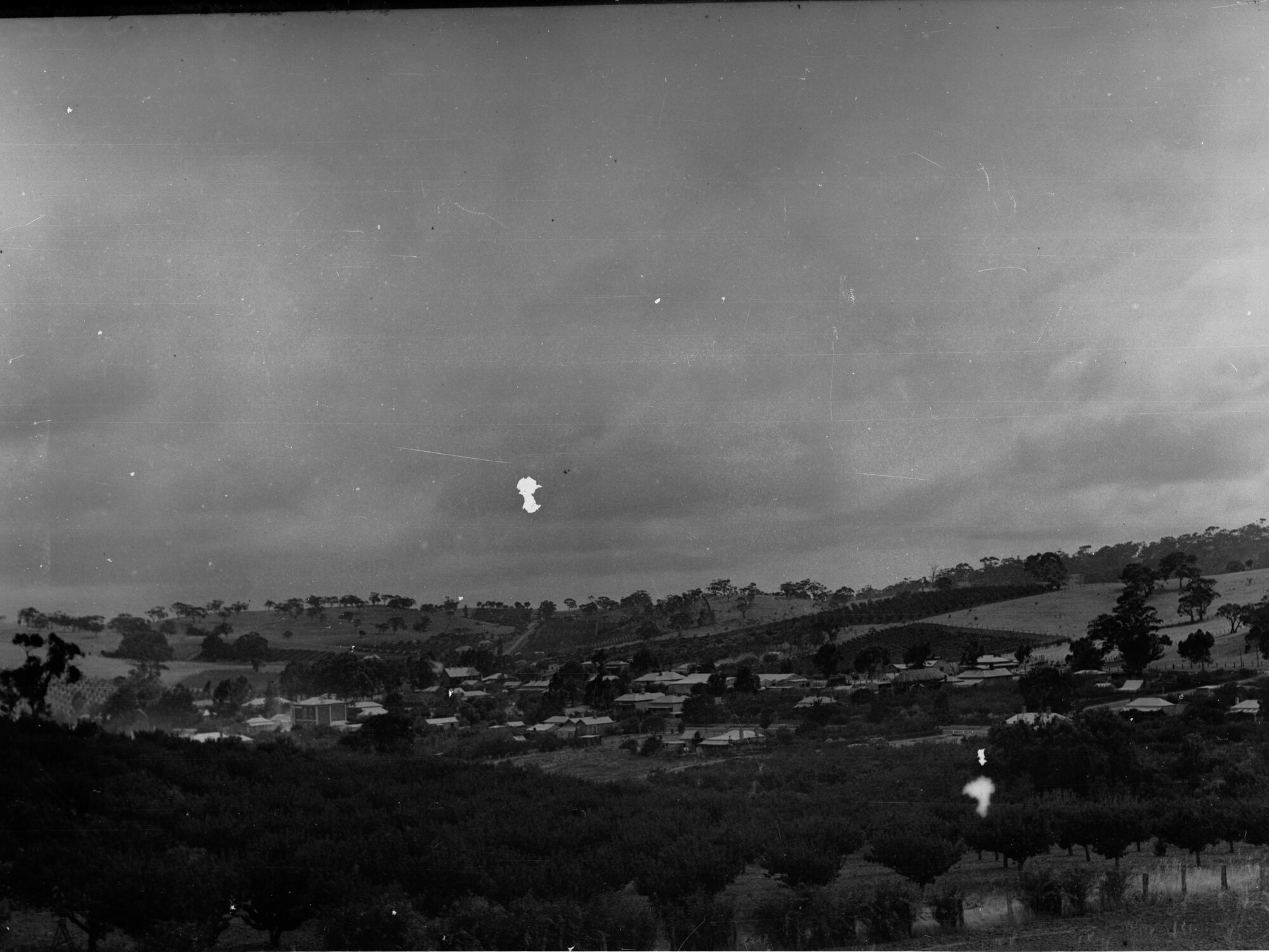 Apple orchard at Angaston, town in the distance