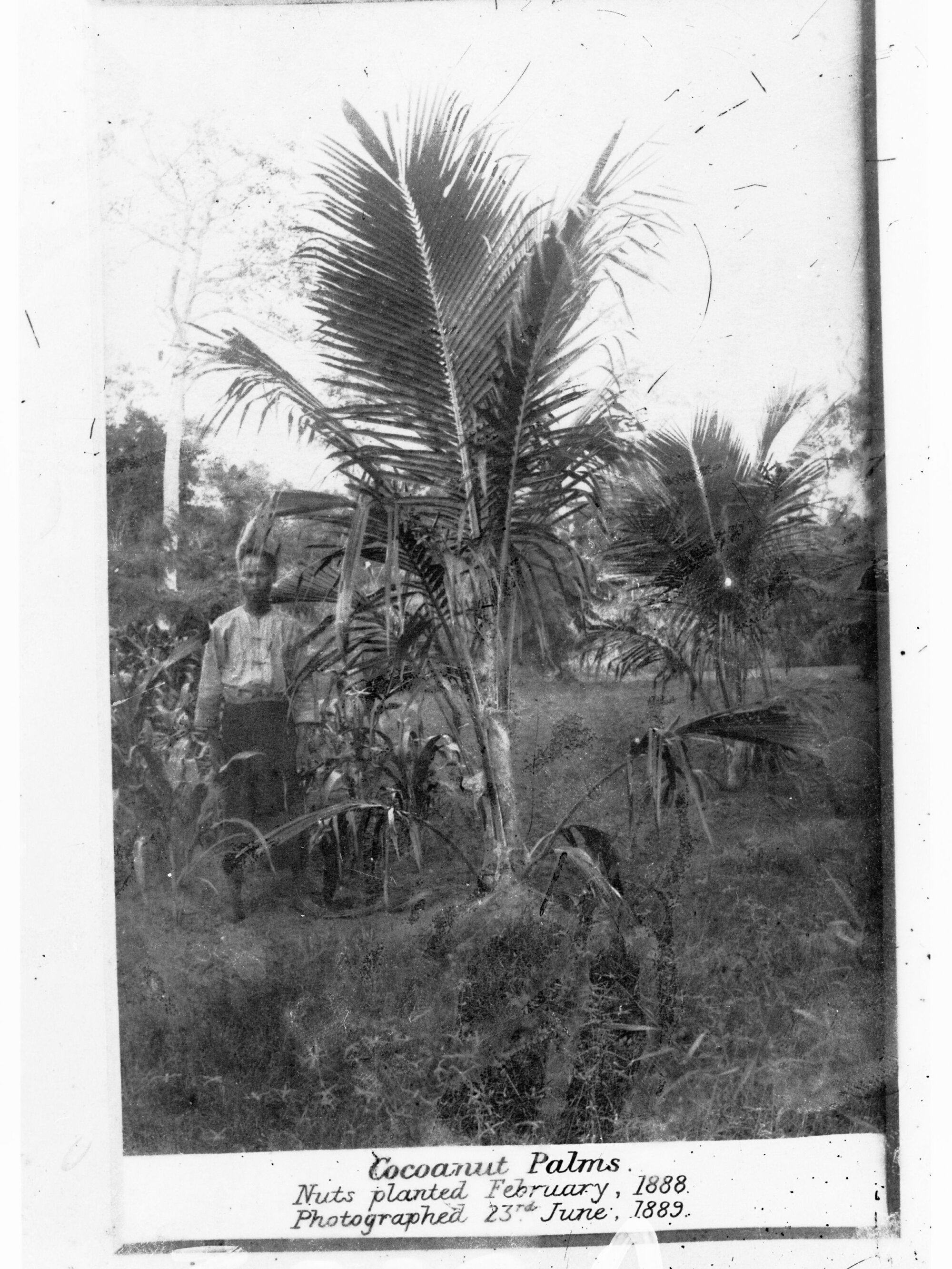 Cocoanut Palms - nuts planted February 1888