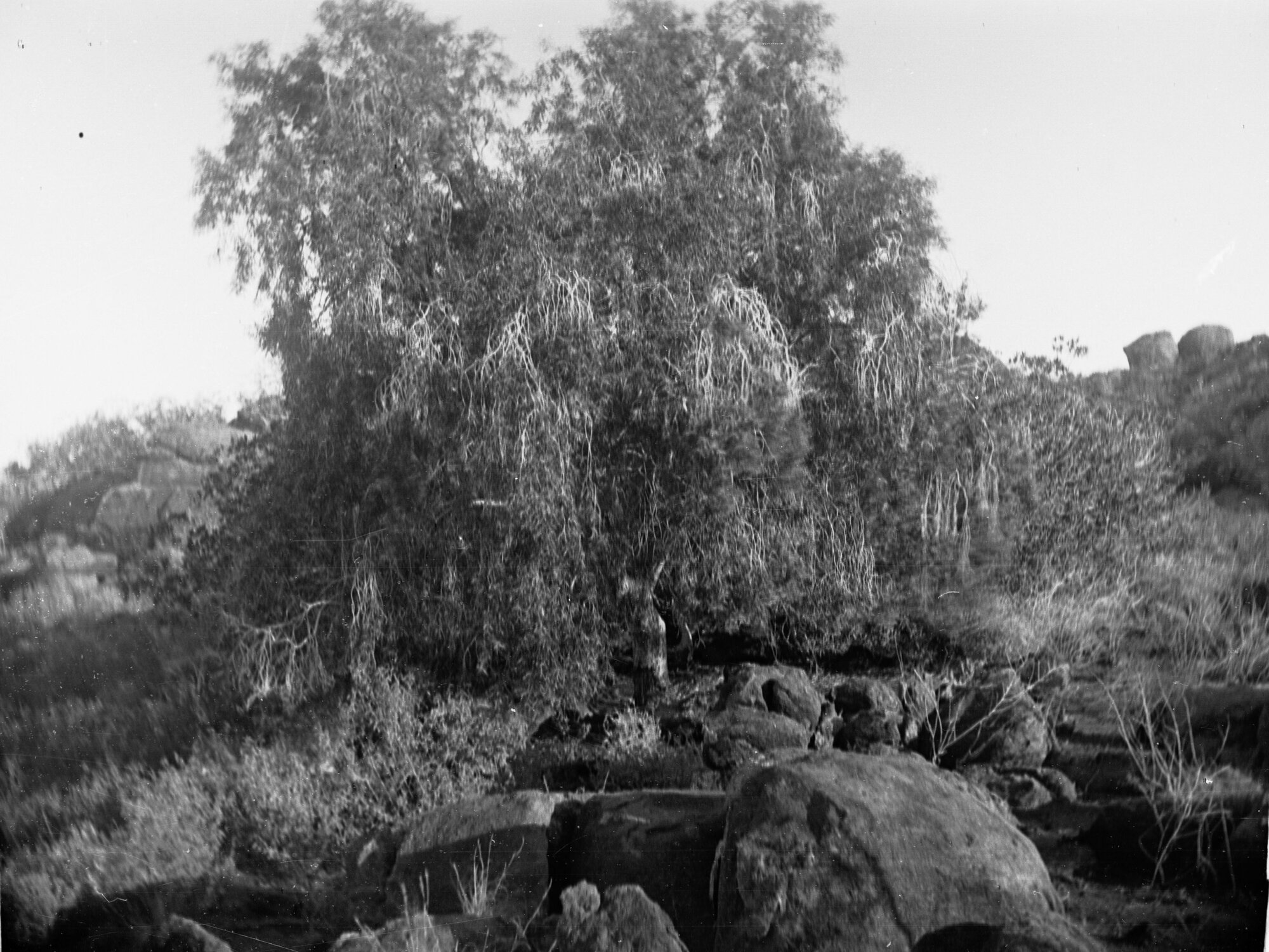 Native Willow Elder Expedition