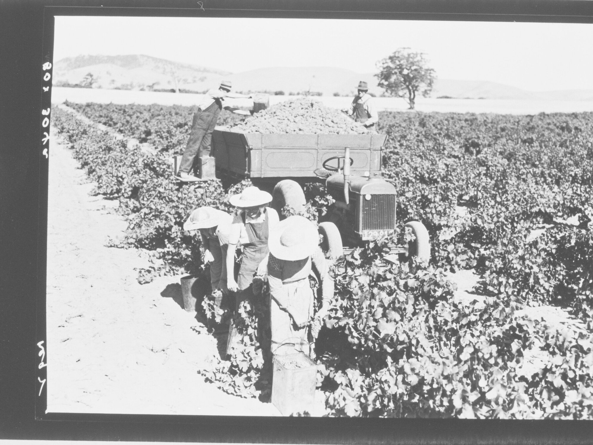 Grape picking - Barossa Valley