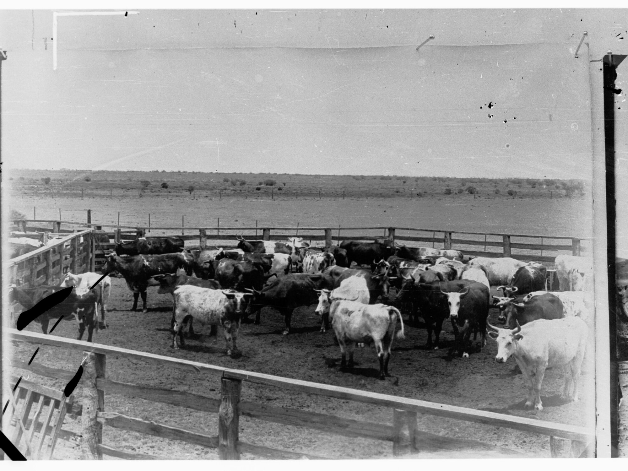 Northern Territory - cattle in a yard