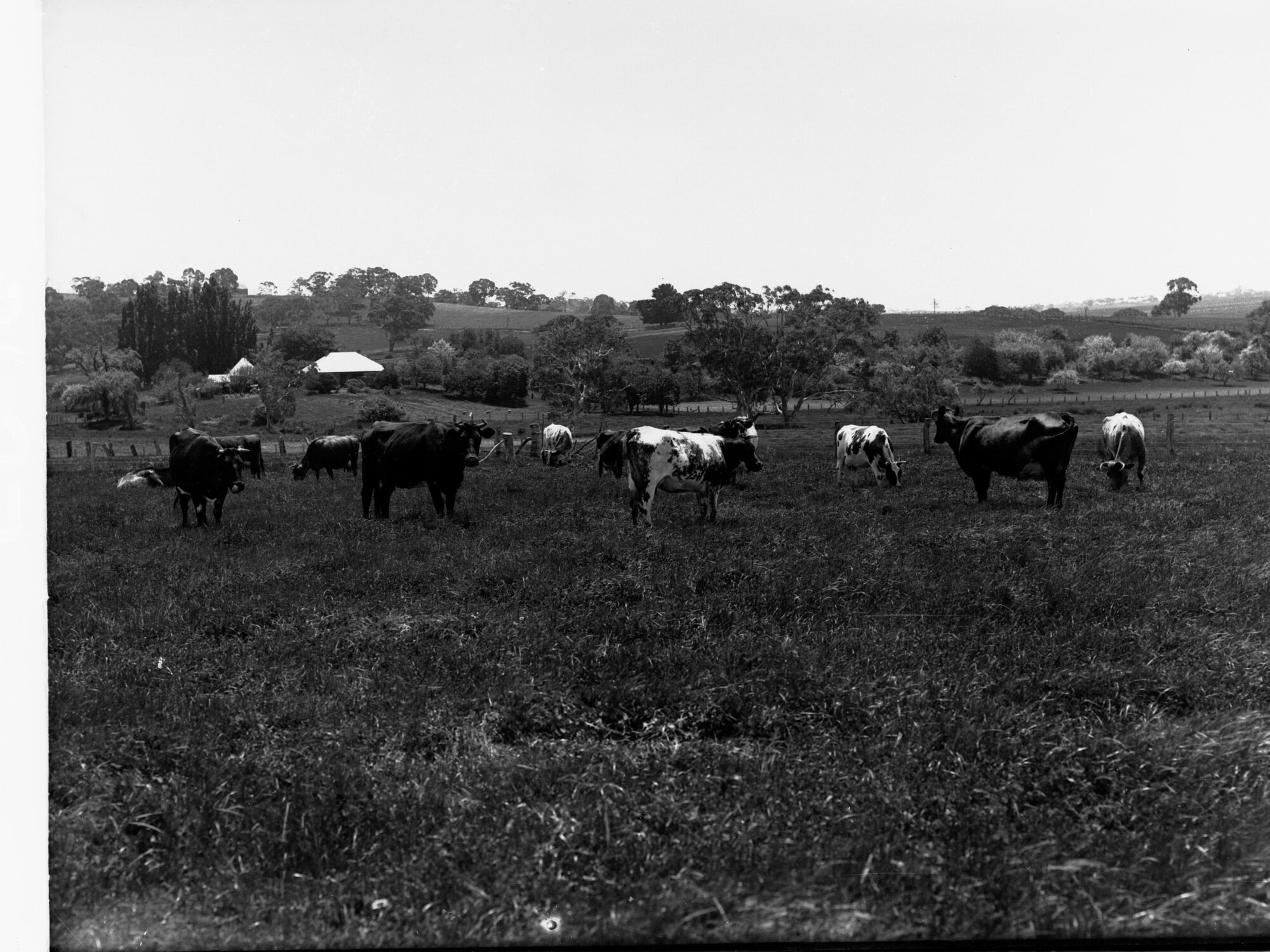 Dairy Cows at Mount Barker Springs