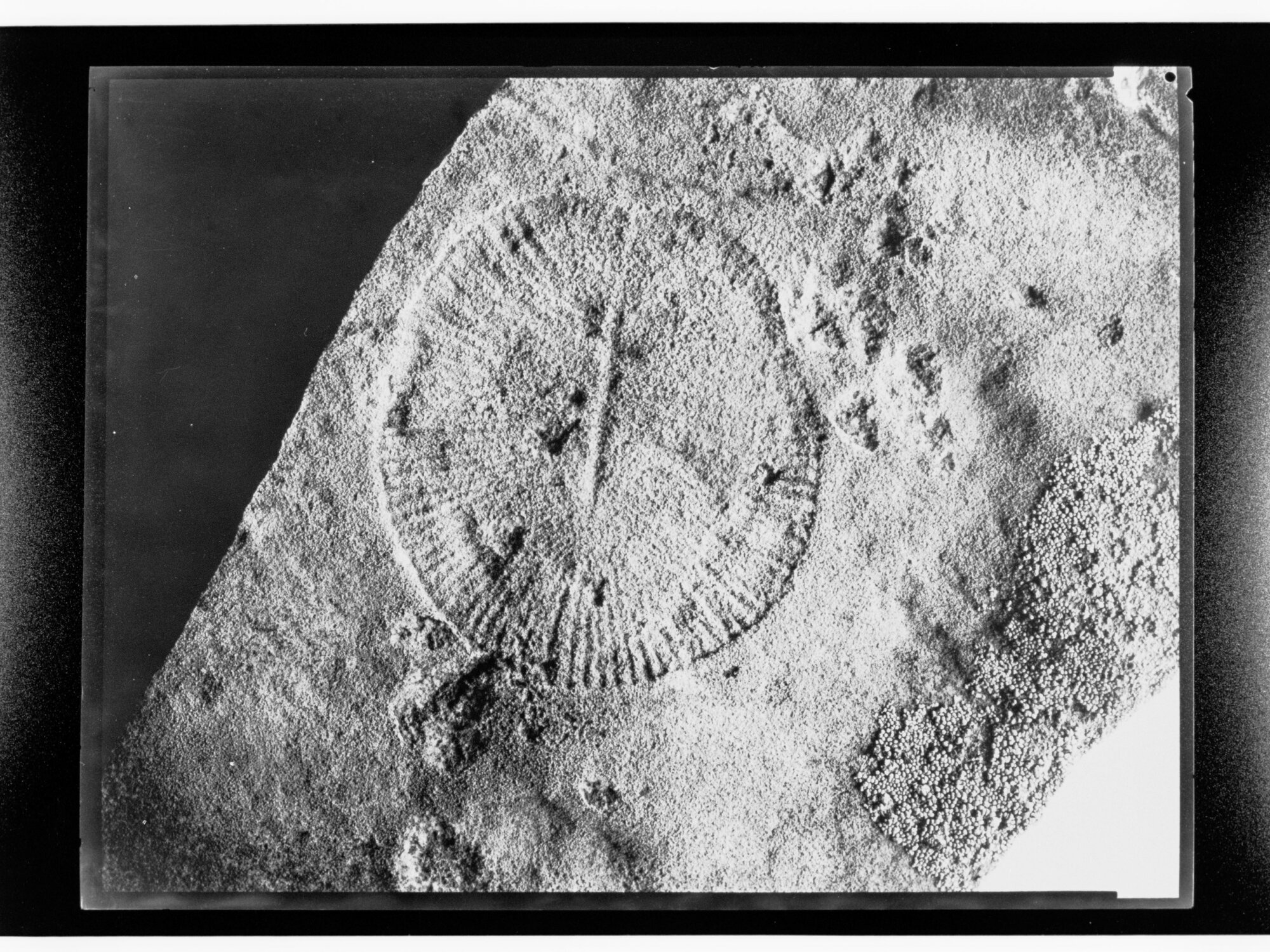 Fossil from Ediacara