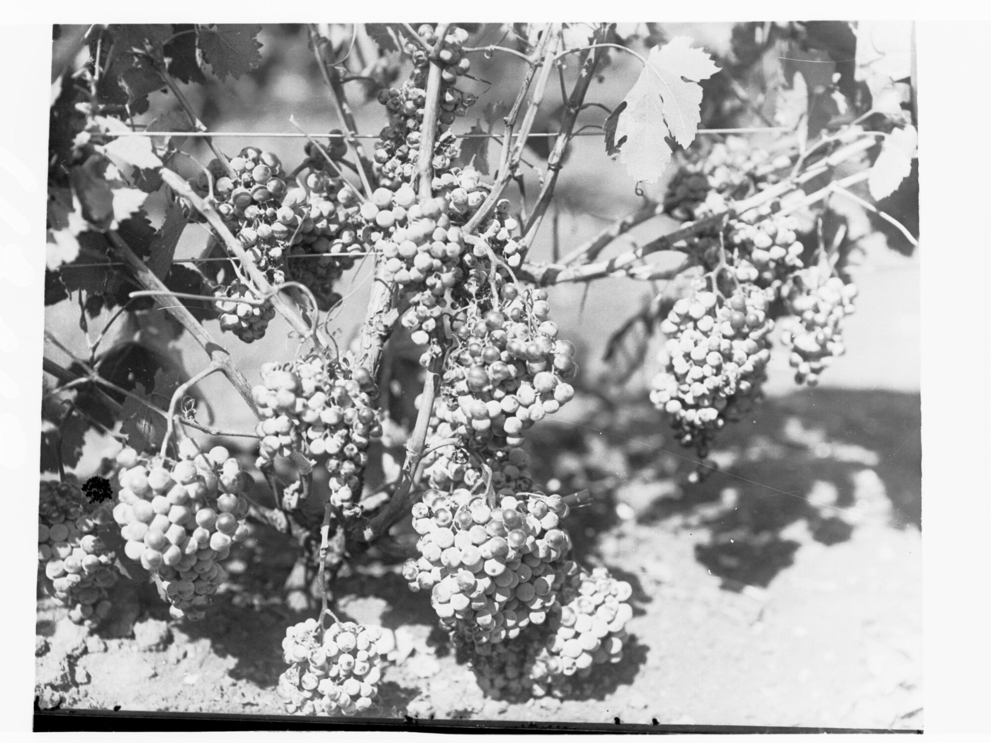 Auldana Vineyards showing grape vines