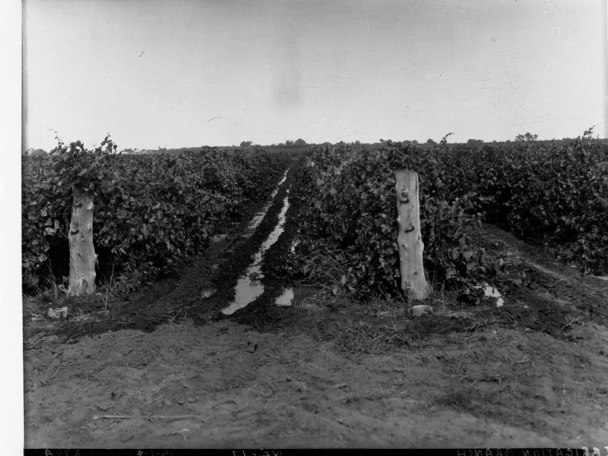 Irrigation channel in Vineyard