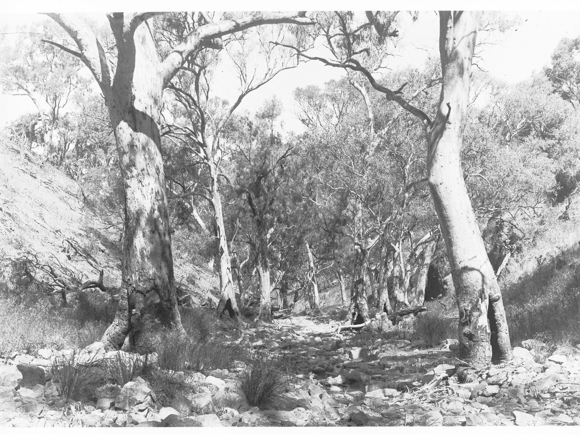 A creek bed - Flinders Ranges
