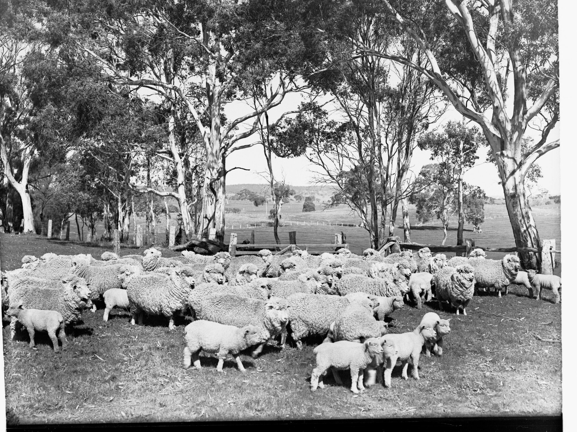 Sheep and Lambs at Mount Torrens