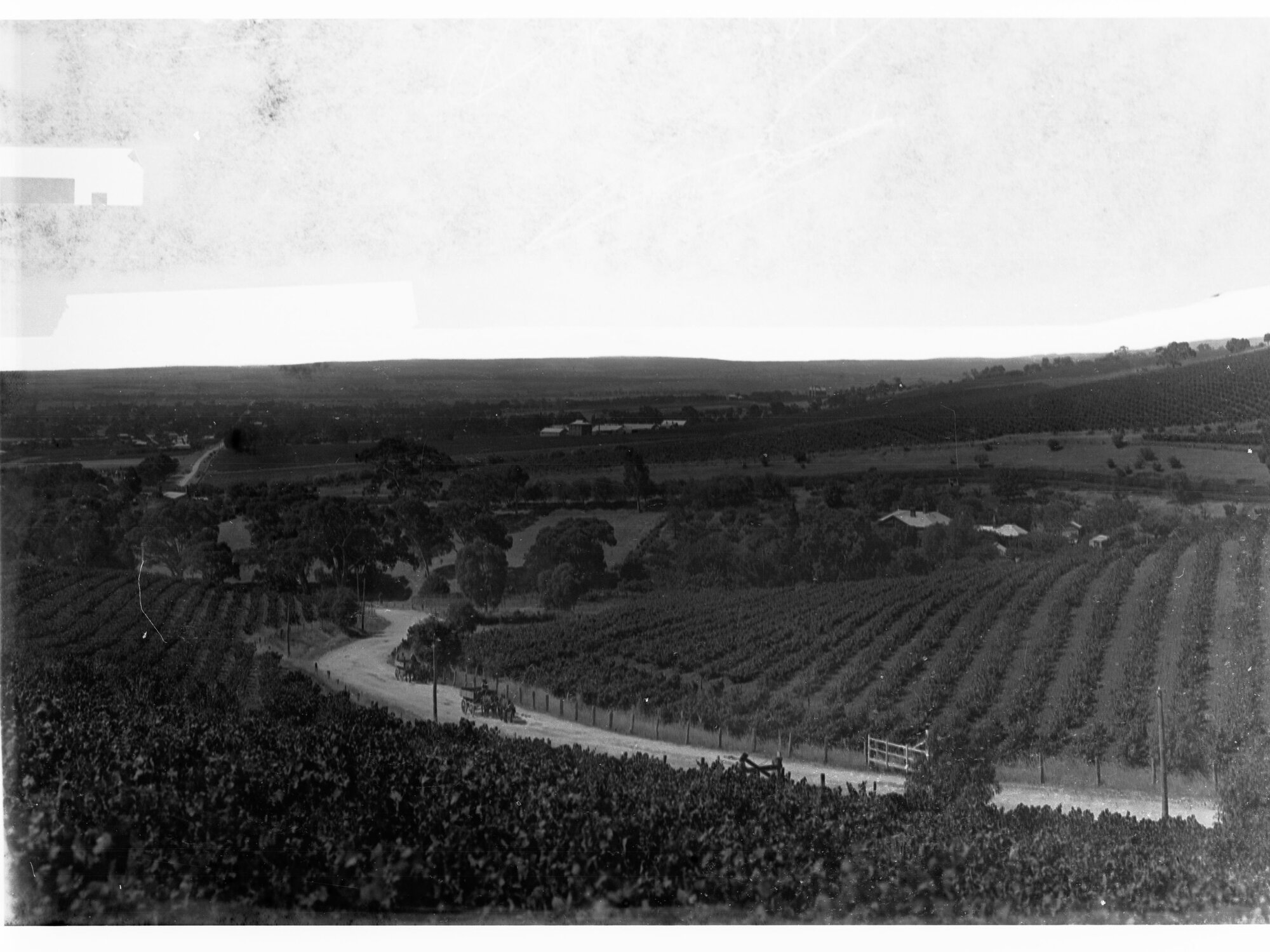 Stonyfell Vineyard
