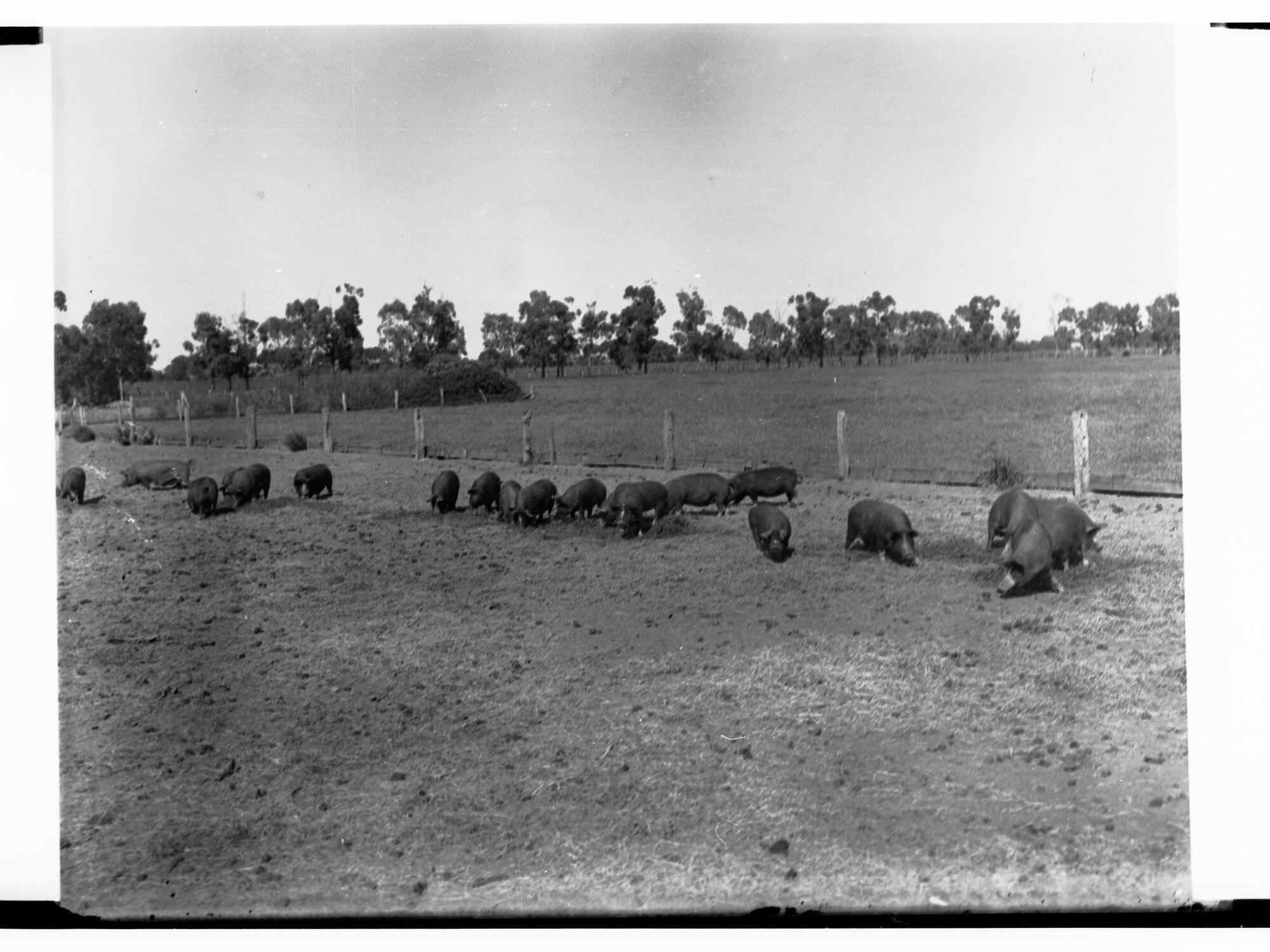 Pigs on a Farm at Islington