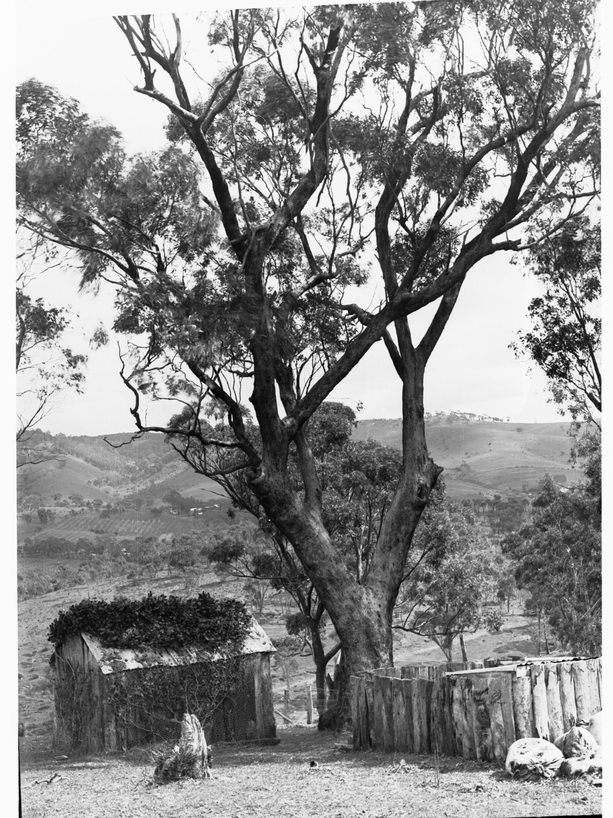 View of Minda Home's Craigburn Farm, c1920s