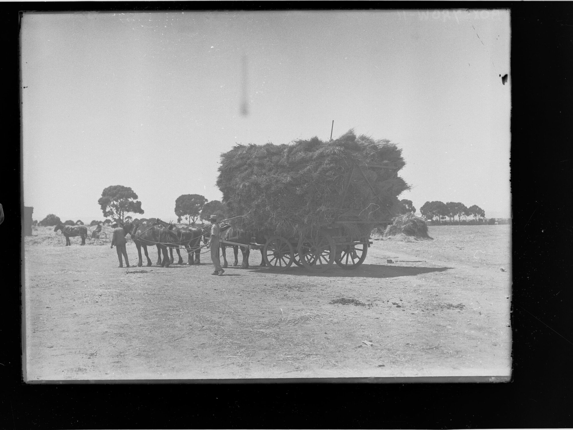 A wagon load of hay at Roseworthy Agricultural College