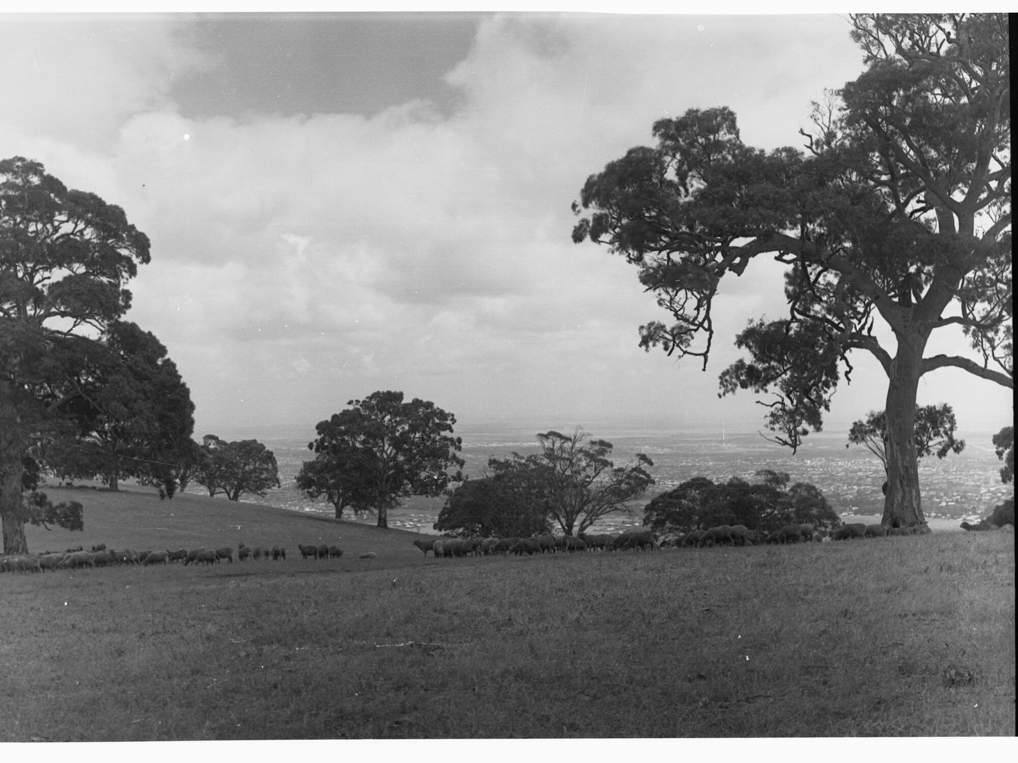 Sheep at Mount Osmond