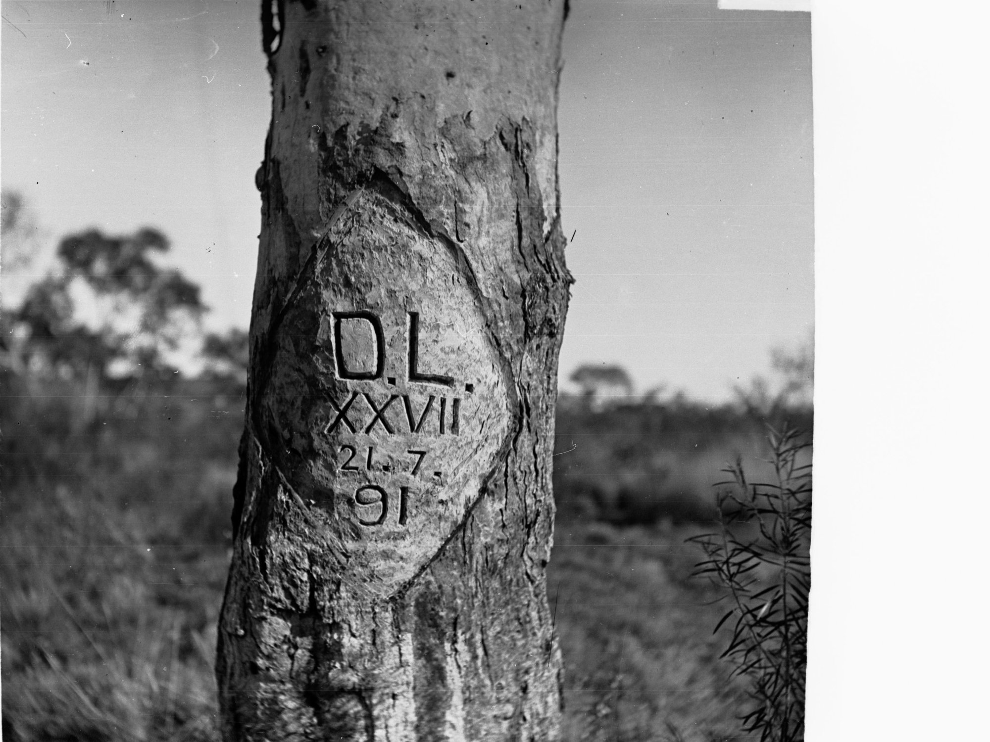 White Gum in Moses Creek Showing Lindsays Mark  Elder Expedition
