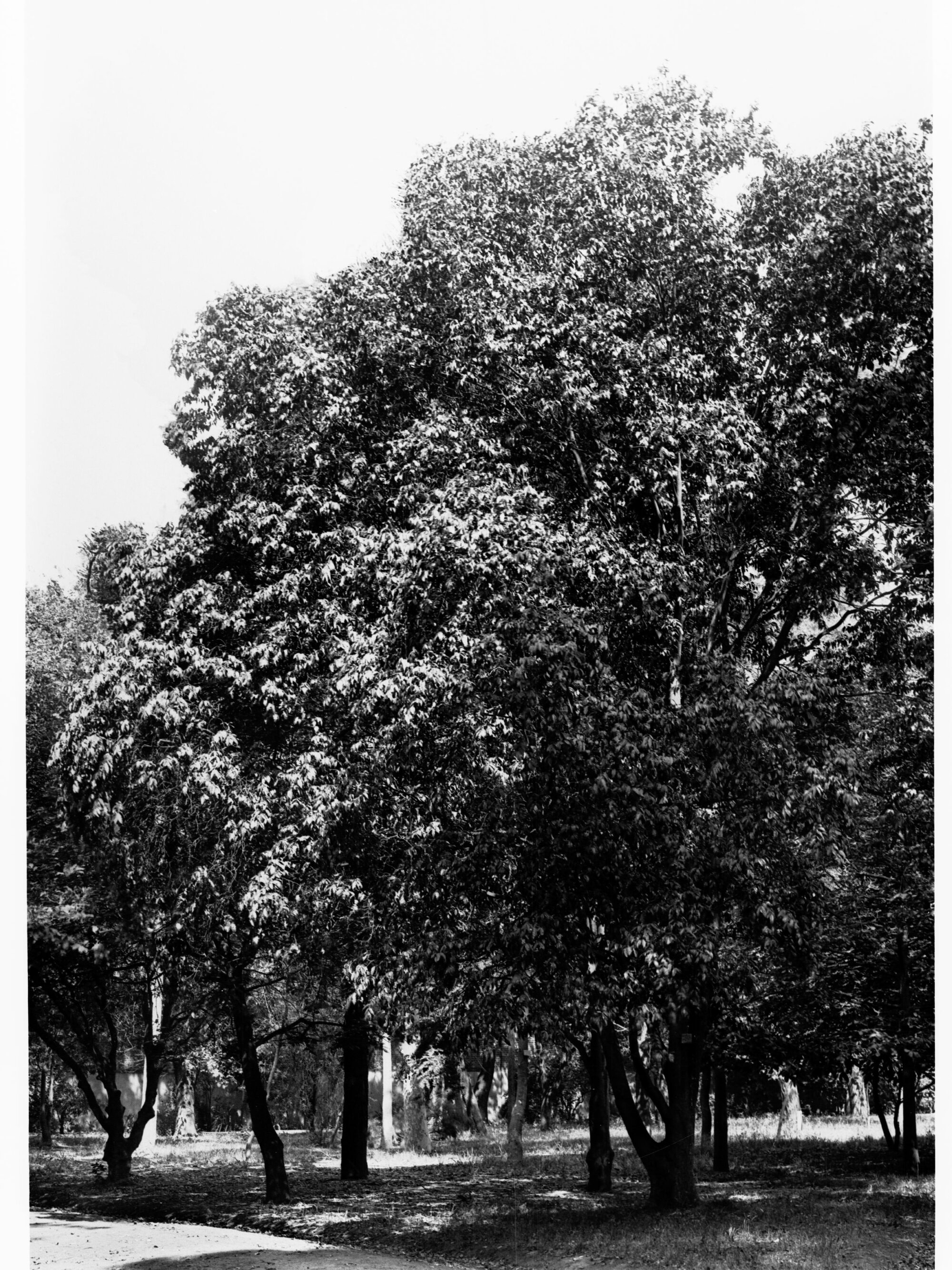 Botanic Gardens