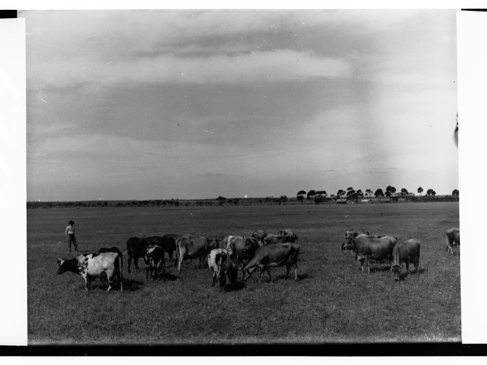 Cows at Roseworthy