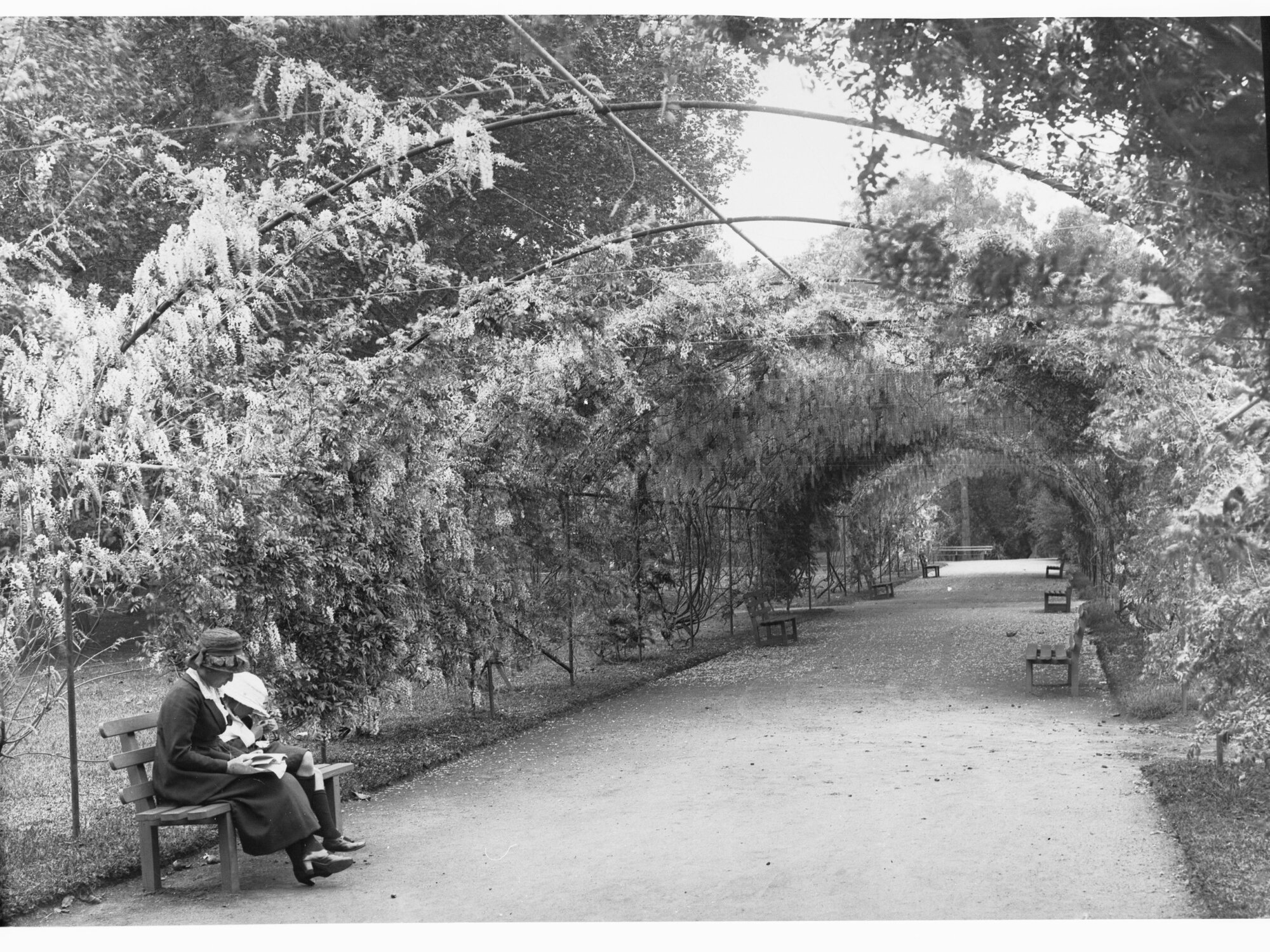 Botanic Gardens walkway covered by Wisteria