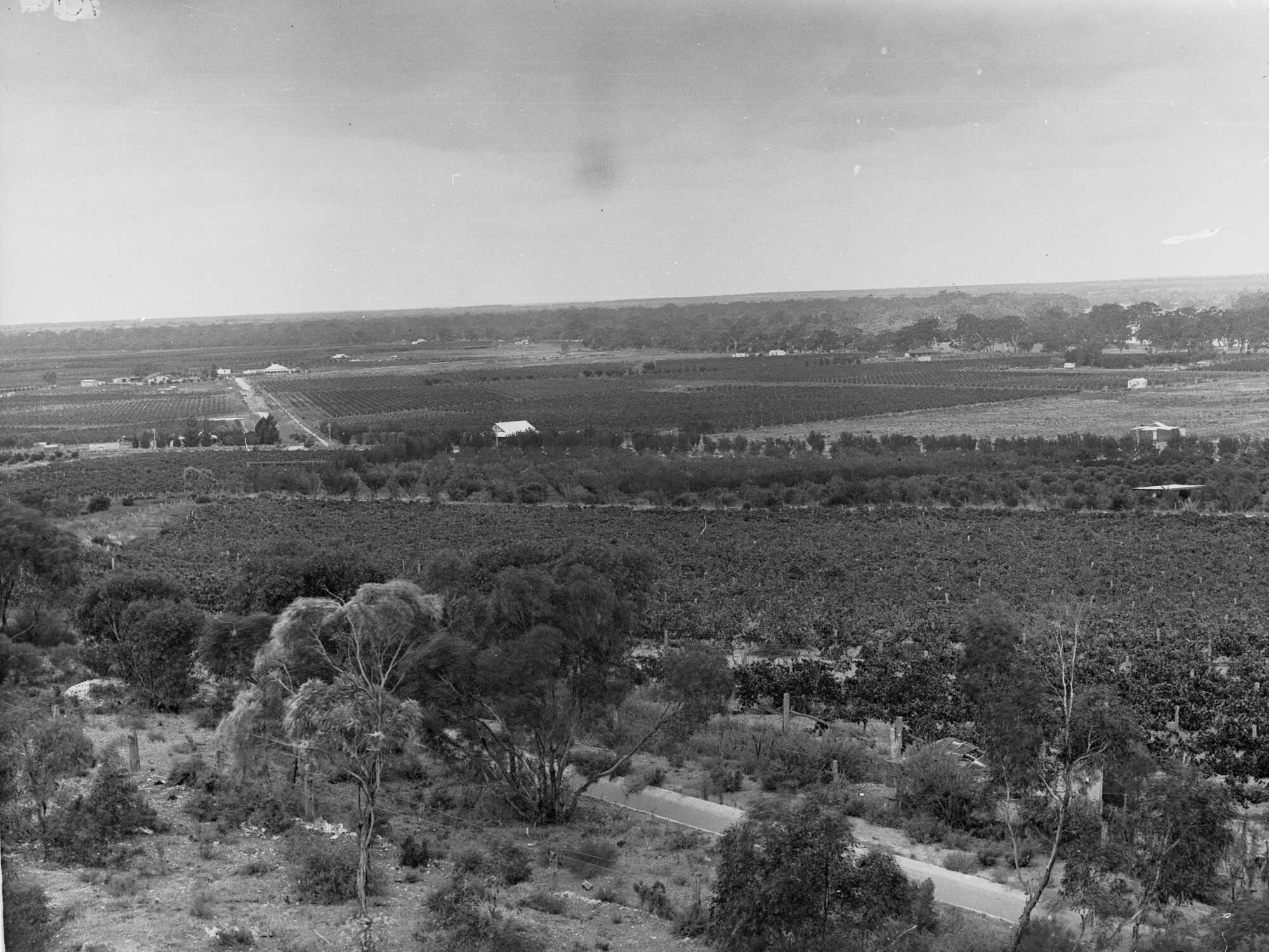 Orchards at Berri